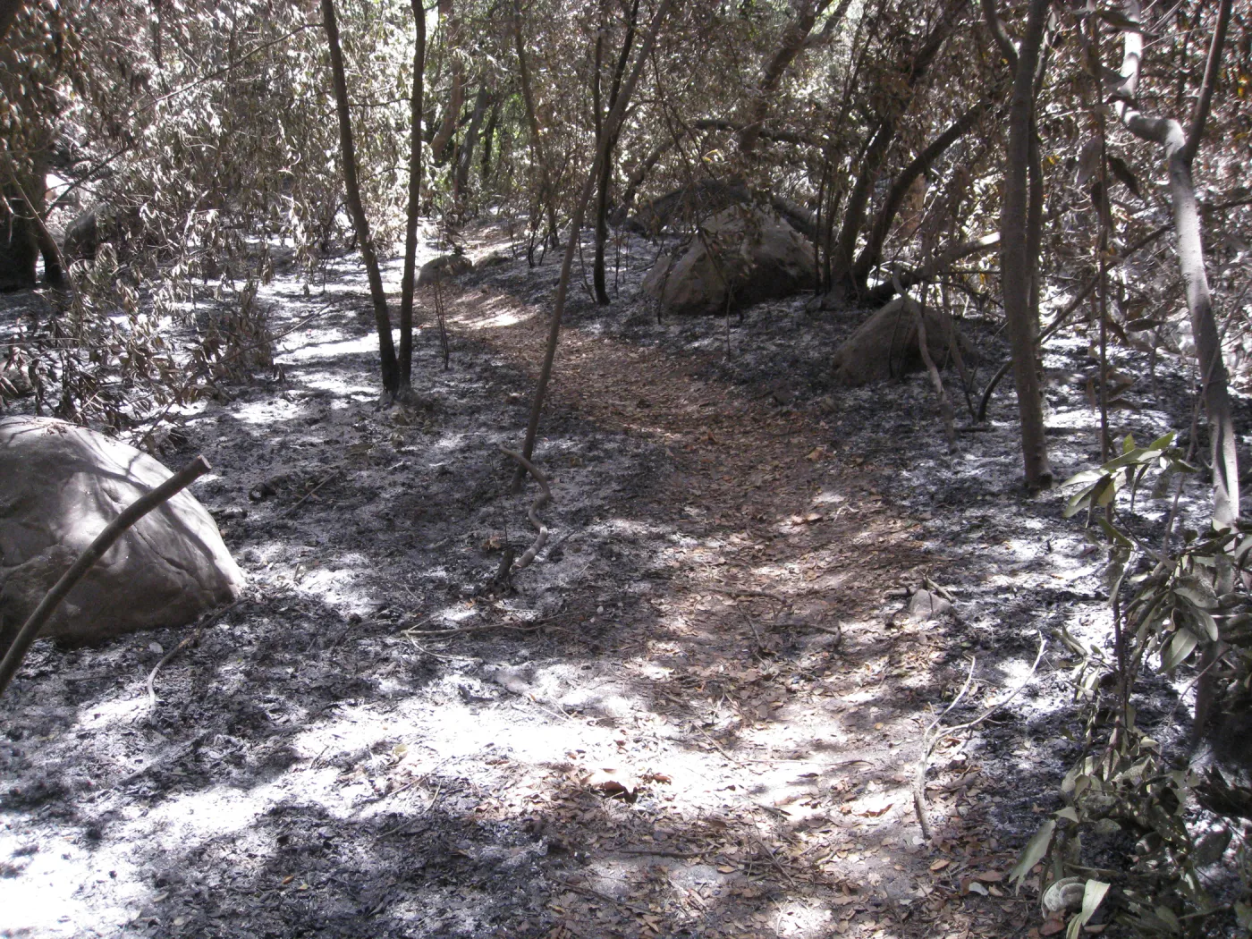 Santa Barbara Botanic Garden after the Jesusita Fire