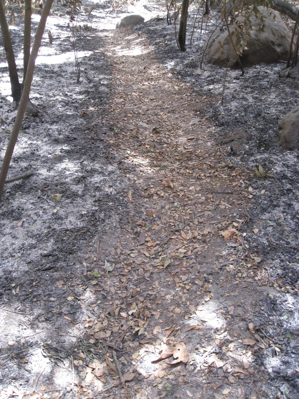 Santa Barbara Botanic Garden after the Jesusita Fire