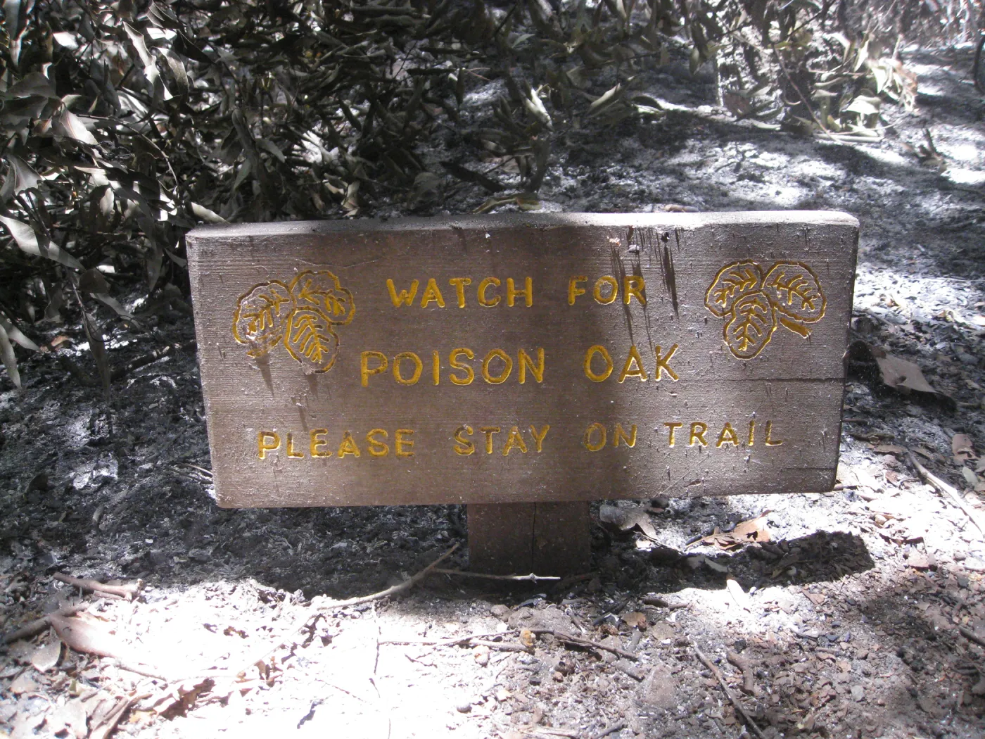 Santa Barbara Botanic Garden after the Jesusita Fire - front of 