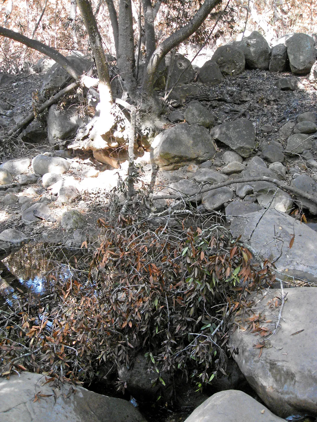 SBBG after the Jesusita Fire, at Mission Creek crossing