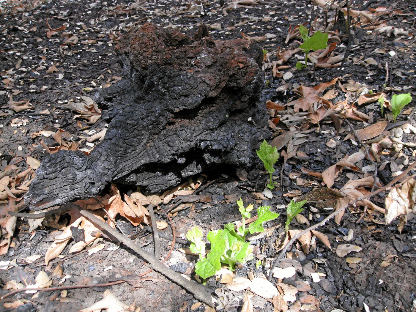 Stump sprouting sycamores after the Jesusita Fire