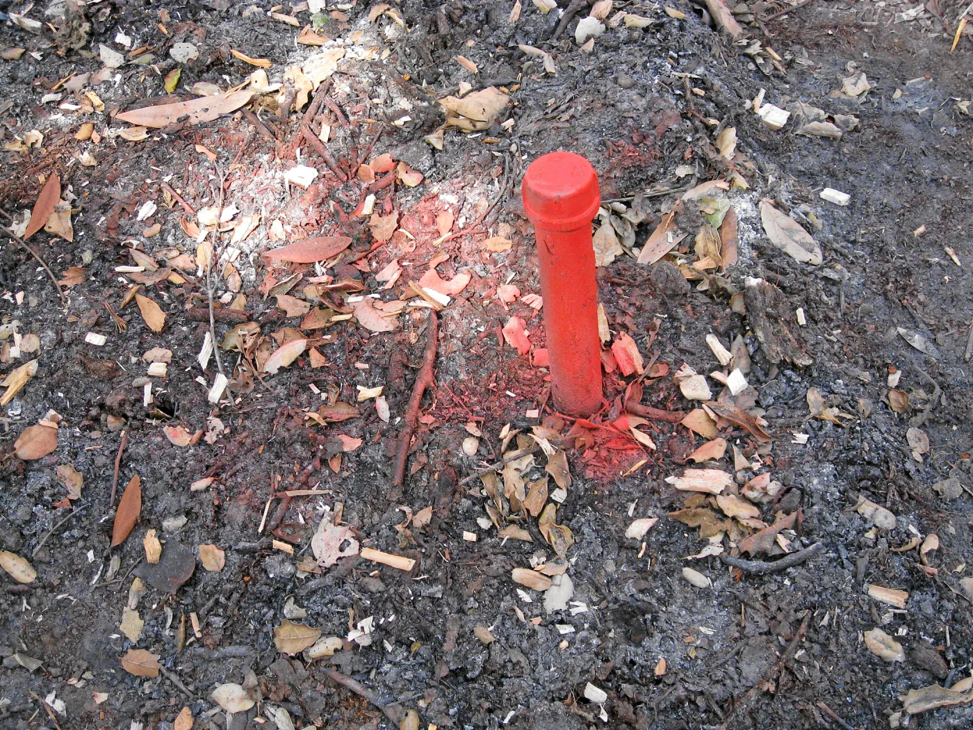 SBBG after the Jesusita Fire, June 2009