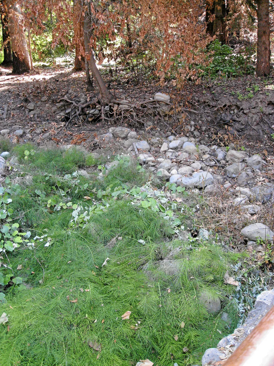Mission Creek looking northeast from the dam after the Jesusita Fire