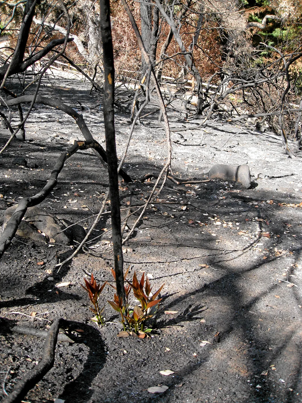 California bay resprouting along the Woodland trail after the Jesusita Fire