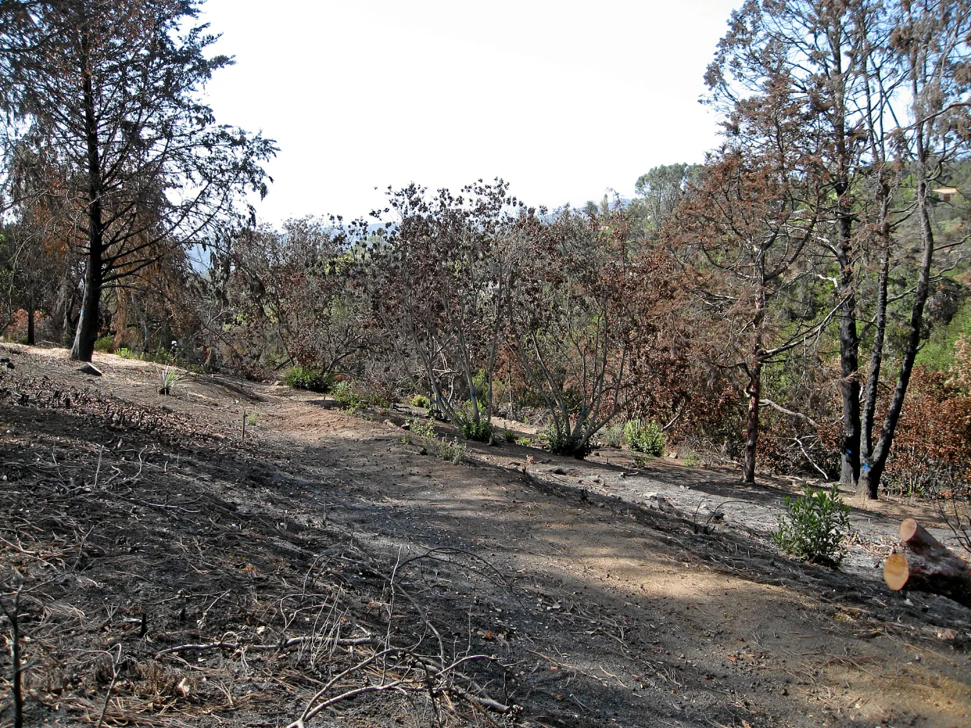Cypress Section before tree clearing after Jesusita Fire