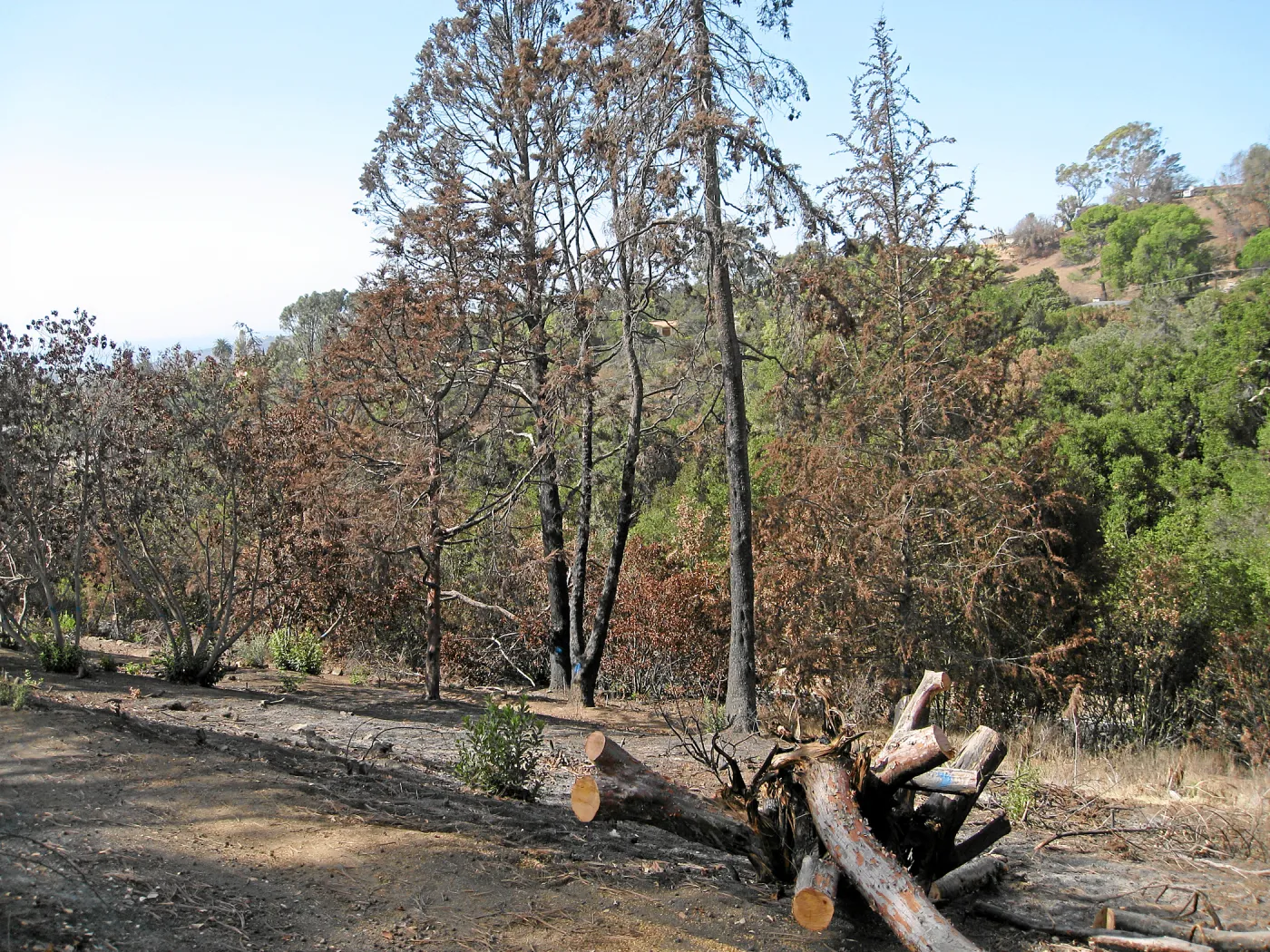 Cypress Section before tree clearing after Jesusita Fire