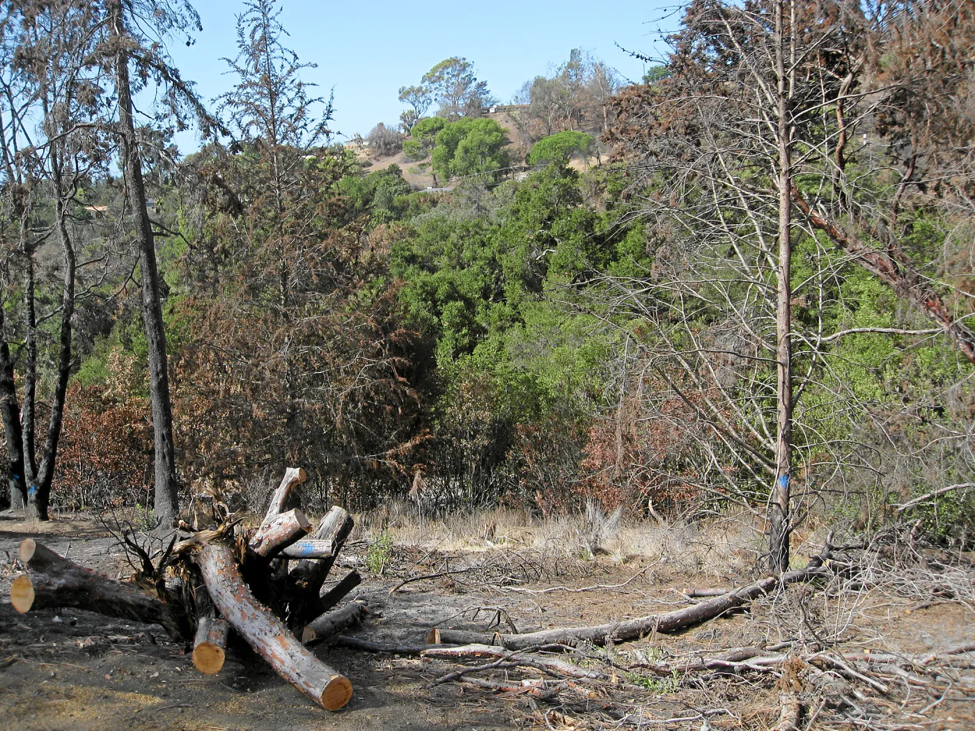 Cypress Section before tree clearing after Jesusita Fire