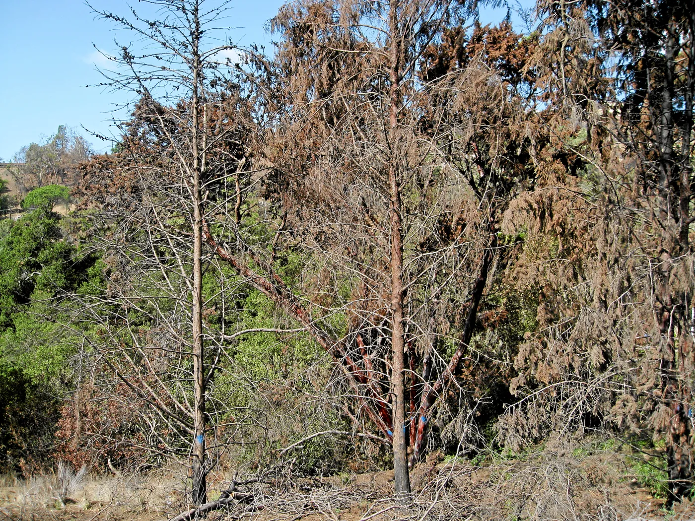 Cypress Section before tree clearing after Jesusita Fire