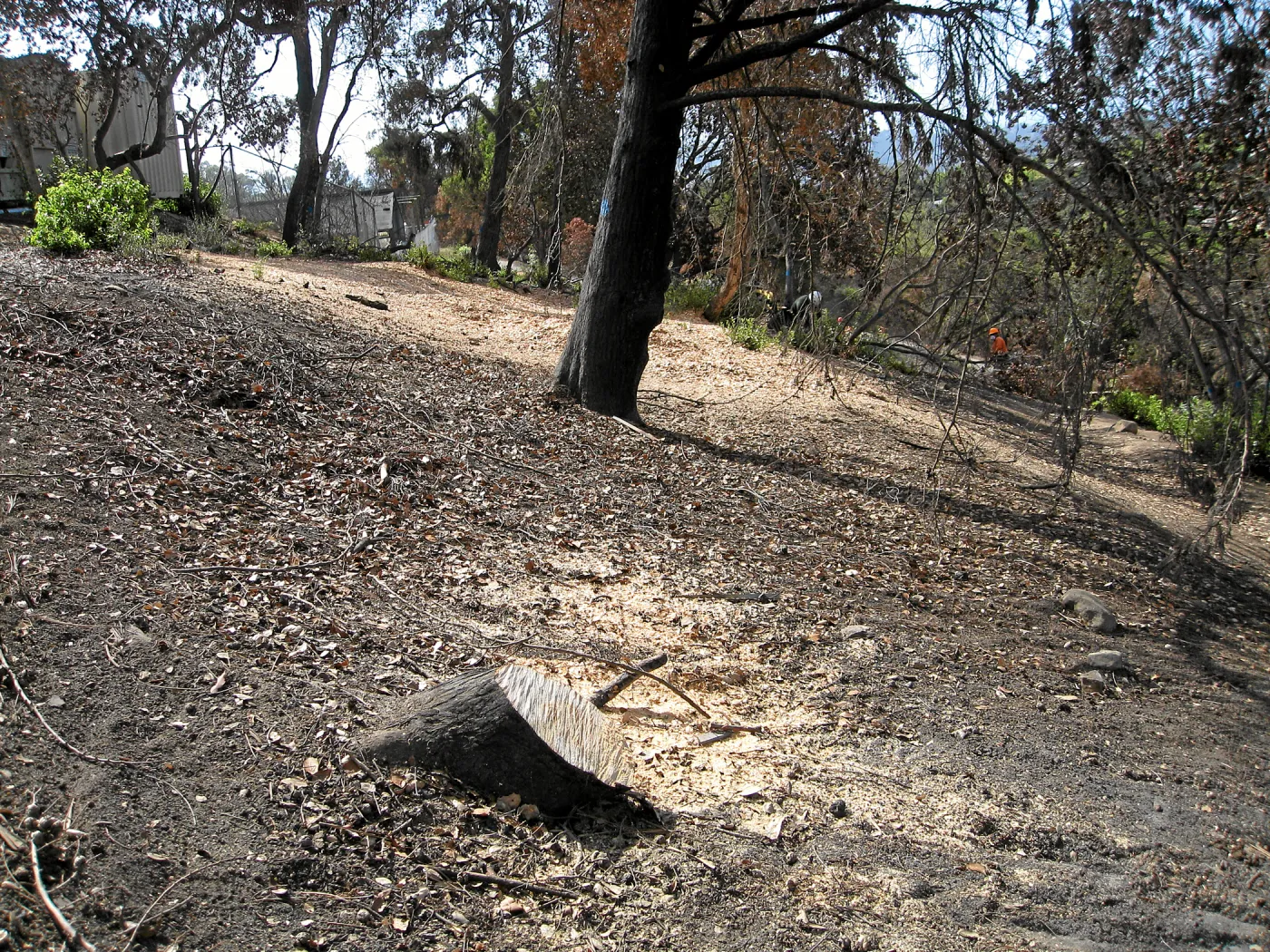 Cypress Section before tree clearing after Jesusita Fire