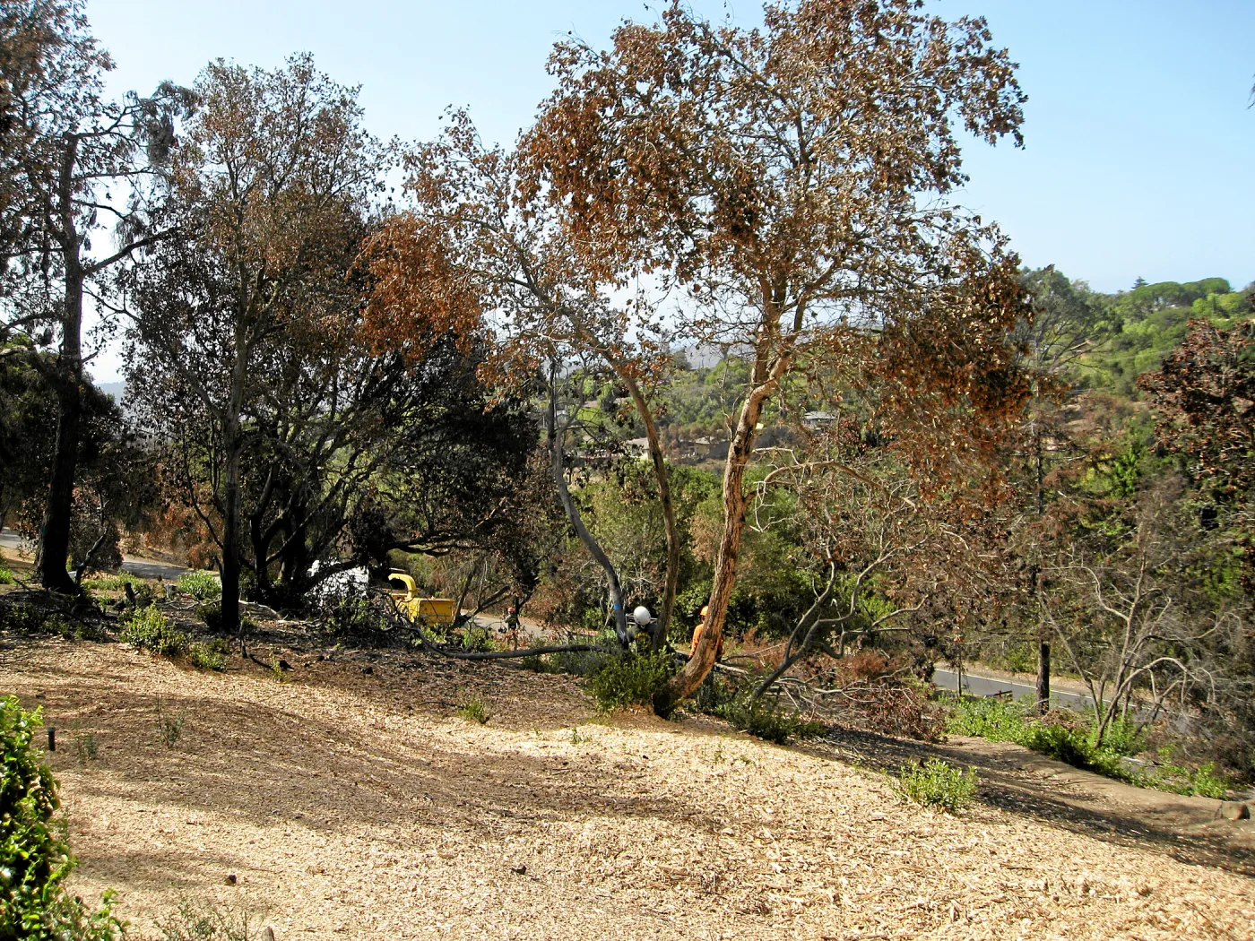 Cypress Section before tree clearing after Jesusita Fire