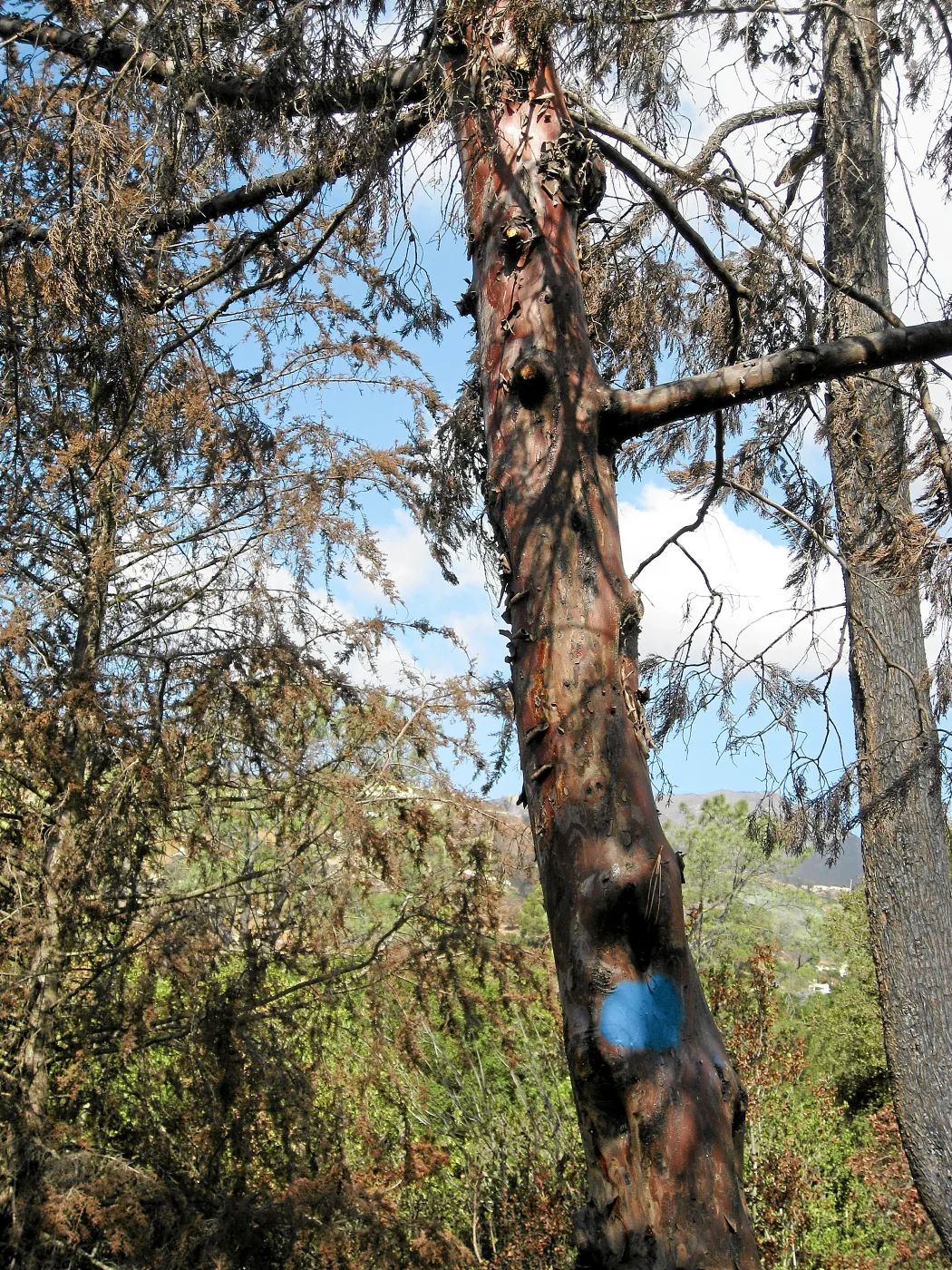 Cypress Section before tree clearing after Jesusita Fire