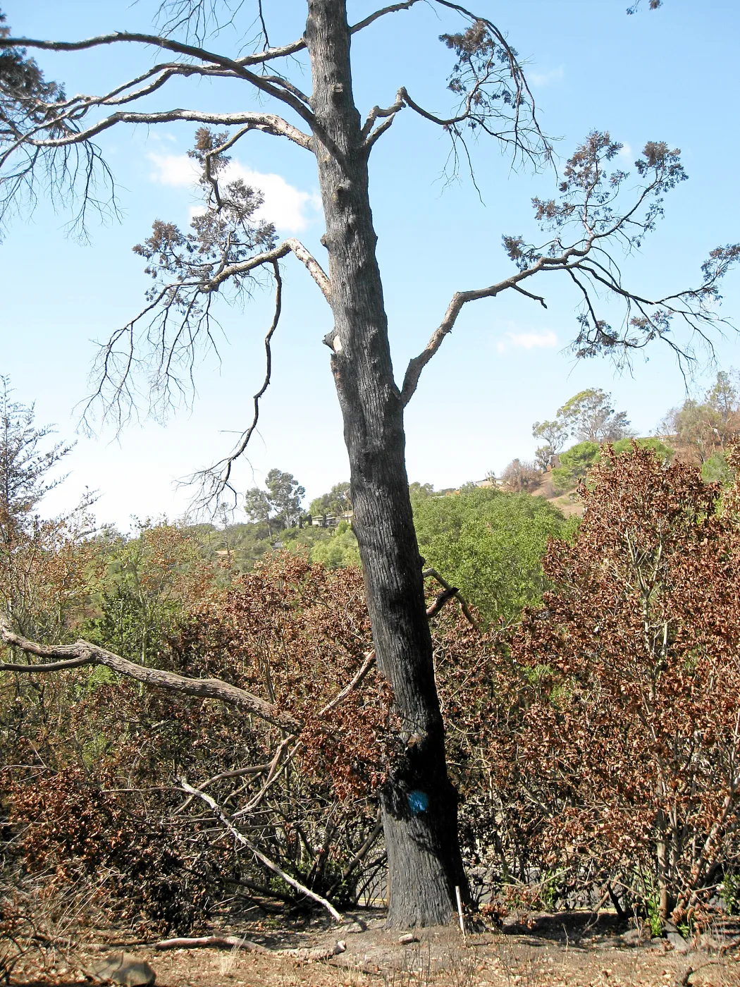 Cypress Section before tree clearing after Jesusita Fire