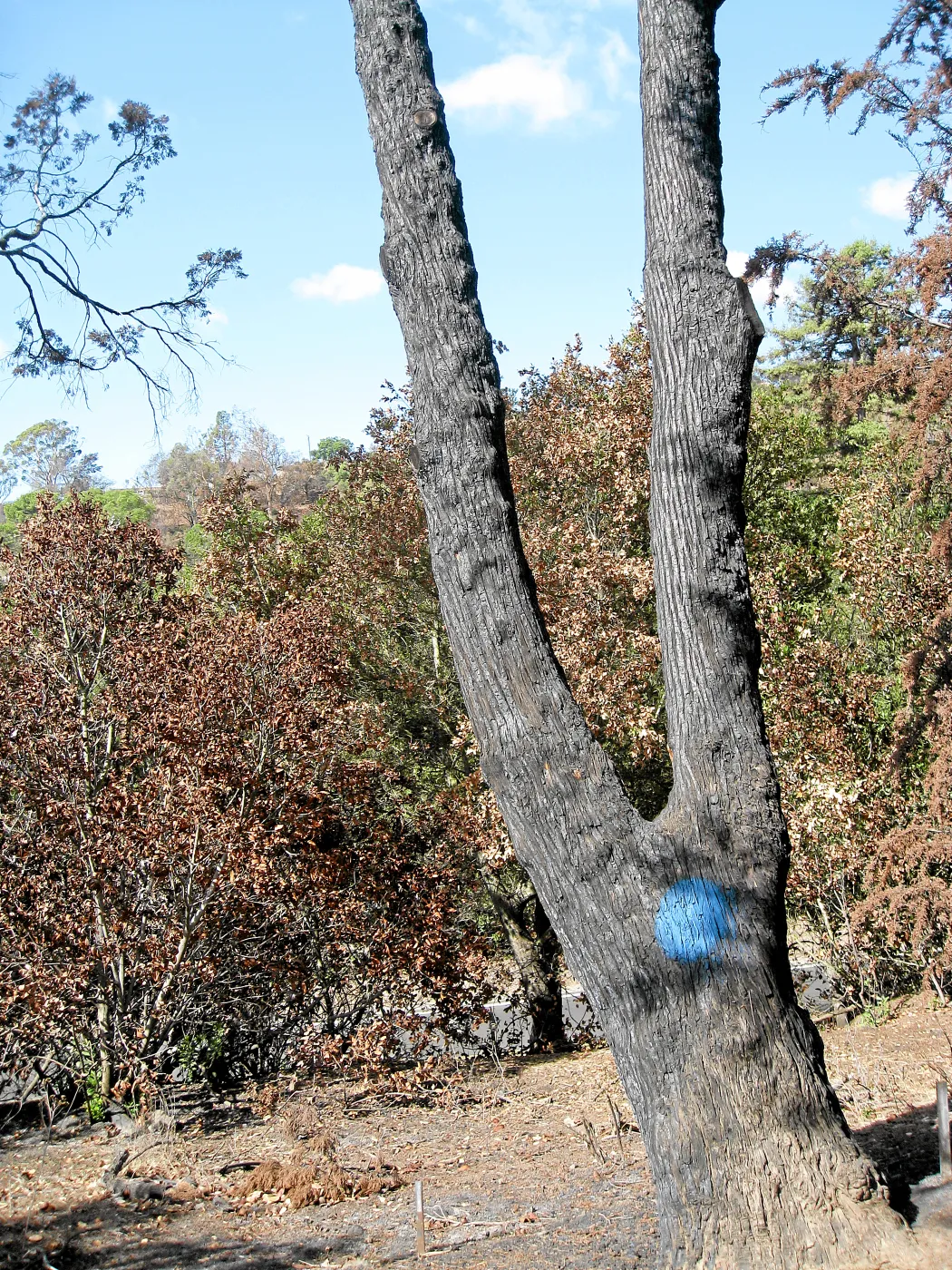 Cypress Section before tree clearing after Jesusita Fire