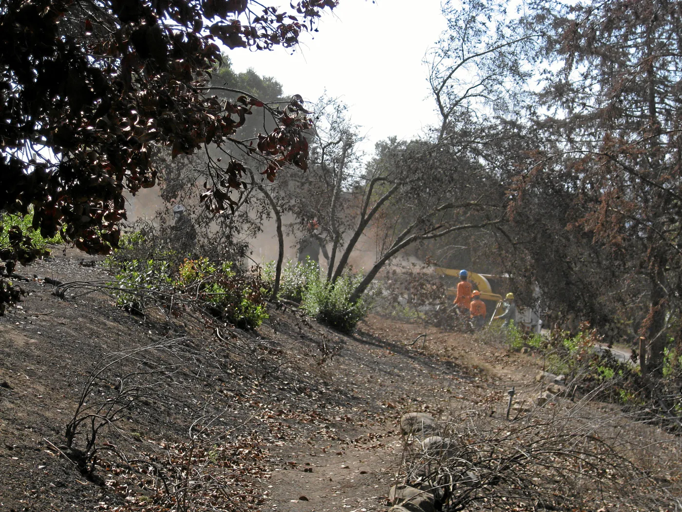 Cypress Section before tree clearing after Jesusita Fire