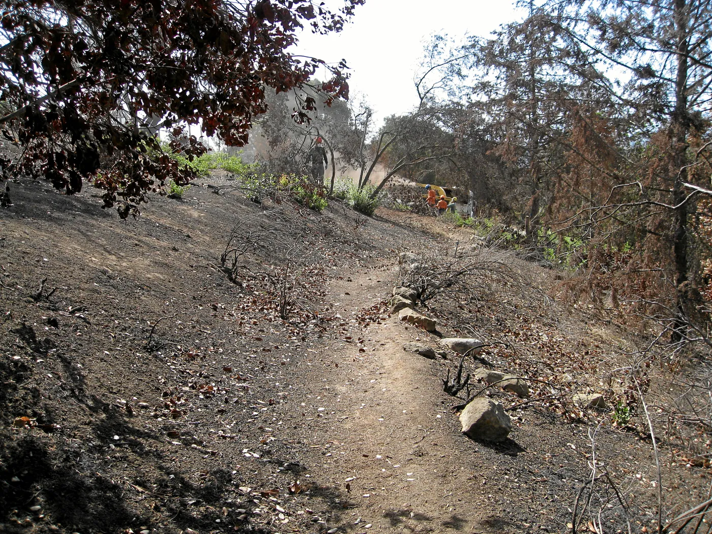 Cypress Section before tree clearing after Jesusita Fire