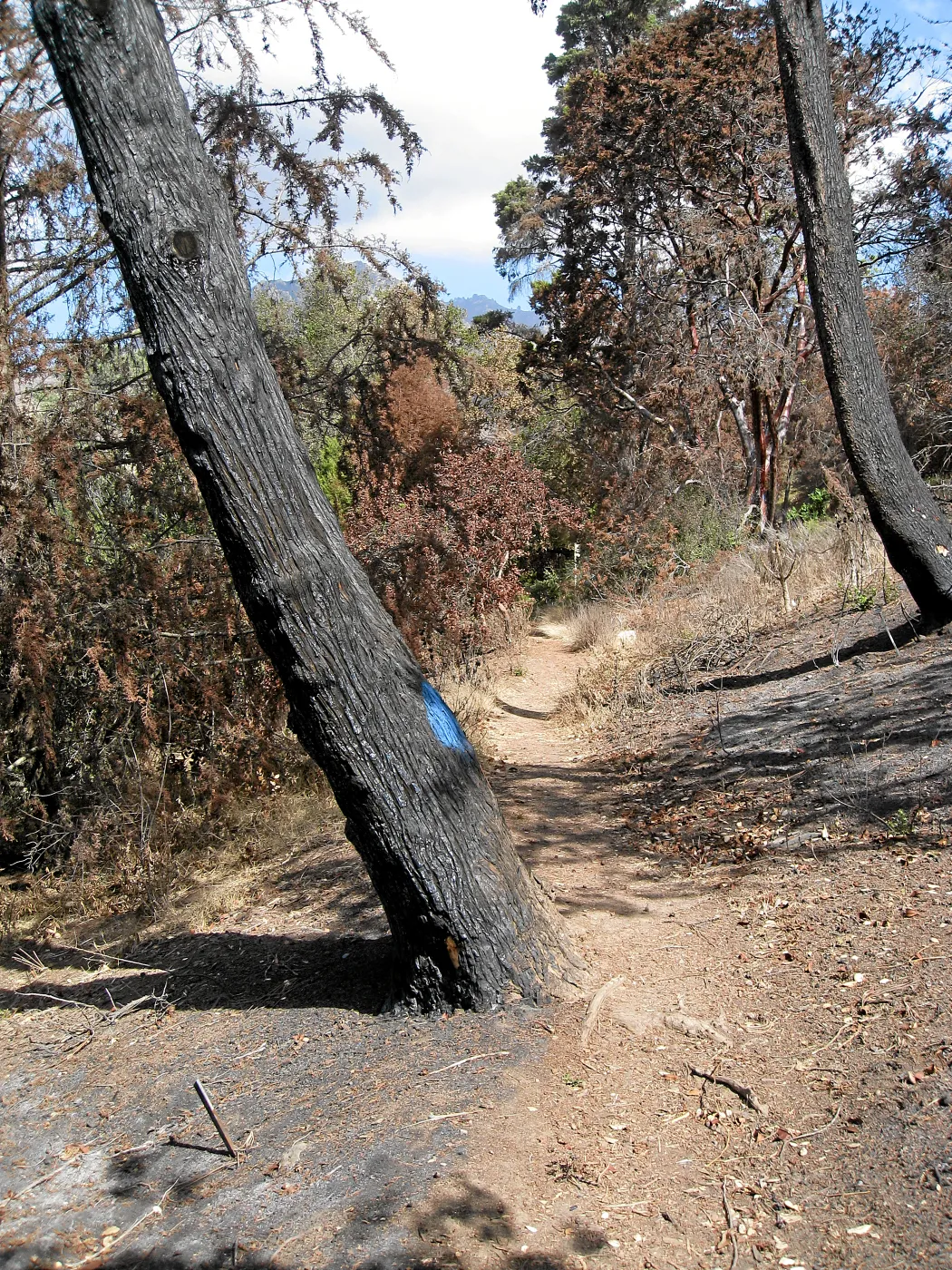 Cypress Section before tree clearing after Jesusita Fire