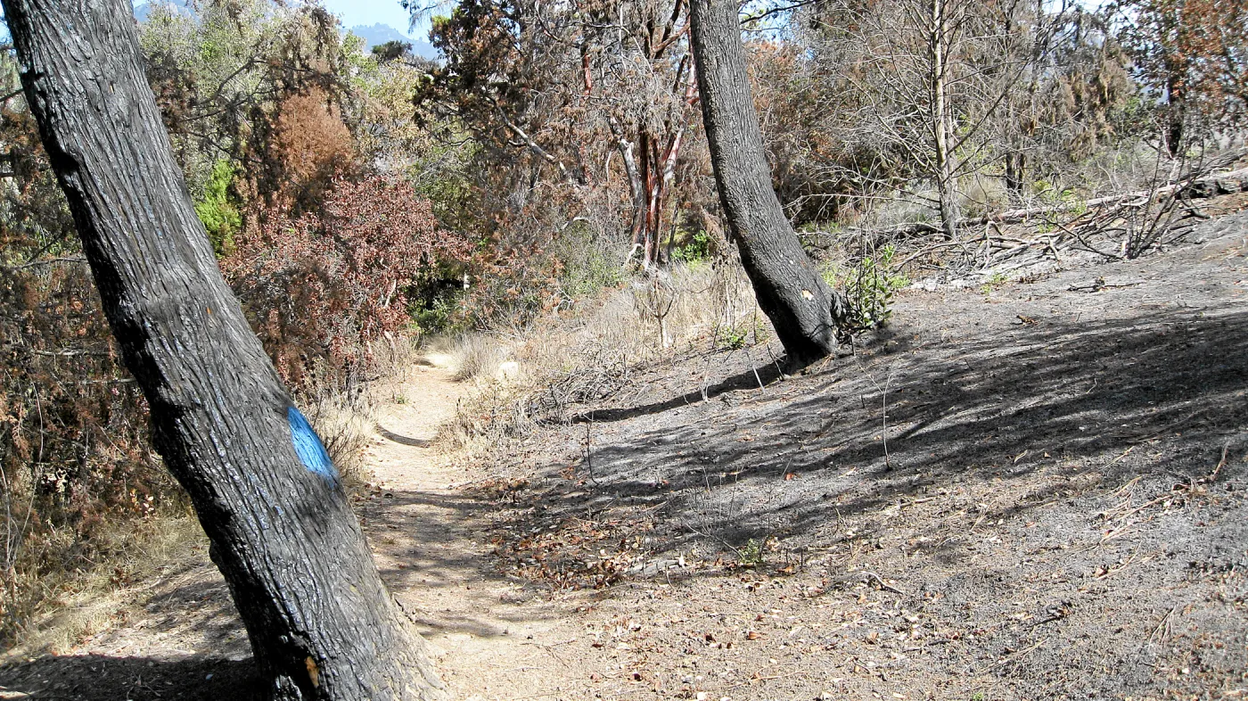 Cypress Section before tree clearing after Jesusita Fire
