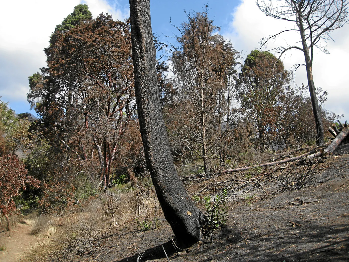 Cypress Section before tree clearing after Jesusita Fire
