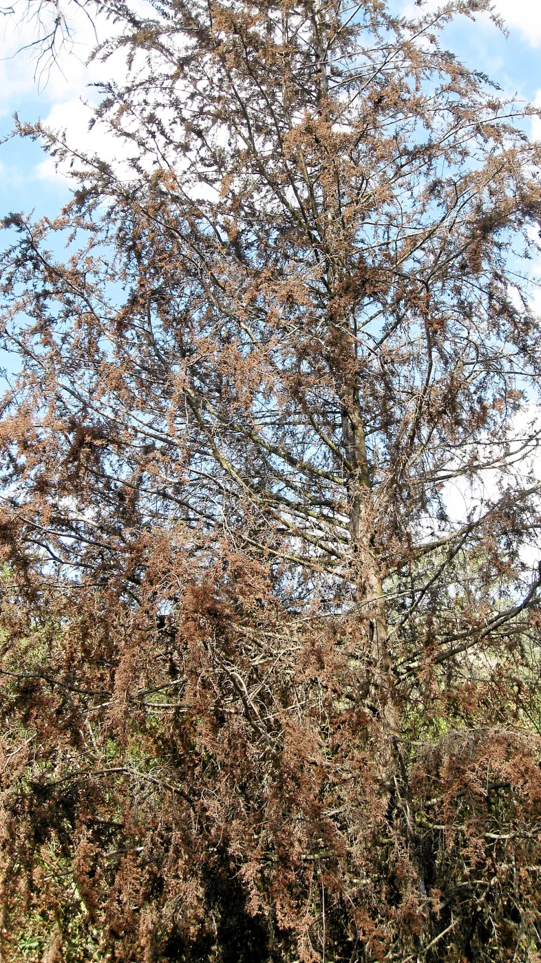Cypress Section before tree clearing after Jesusita Fire