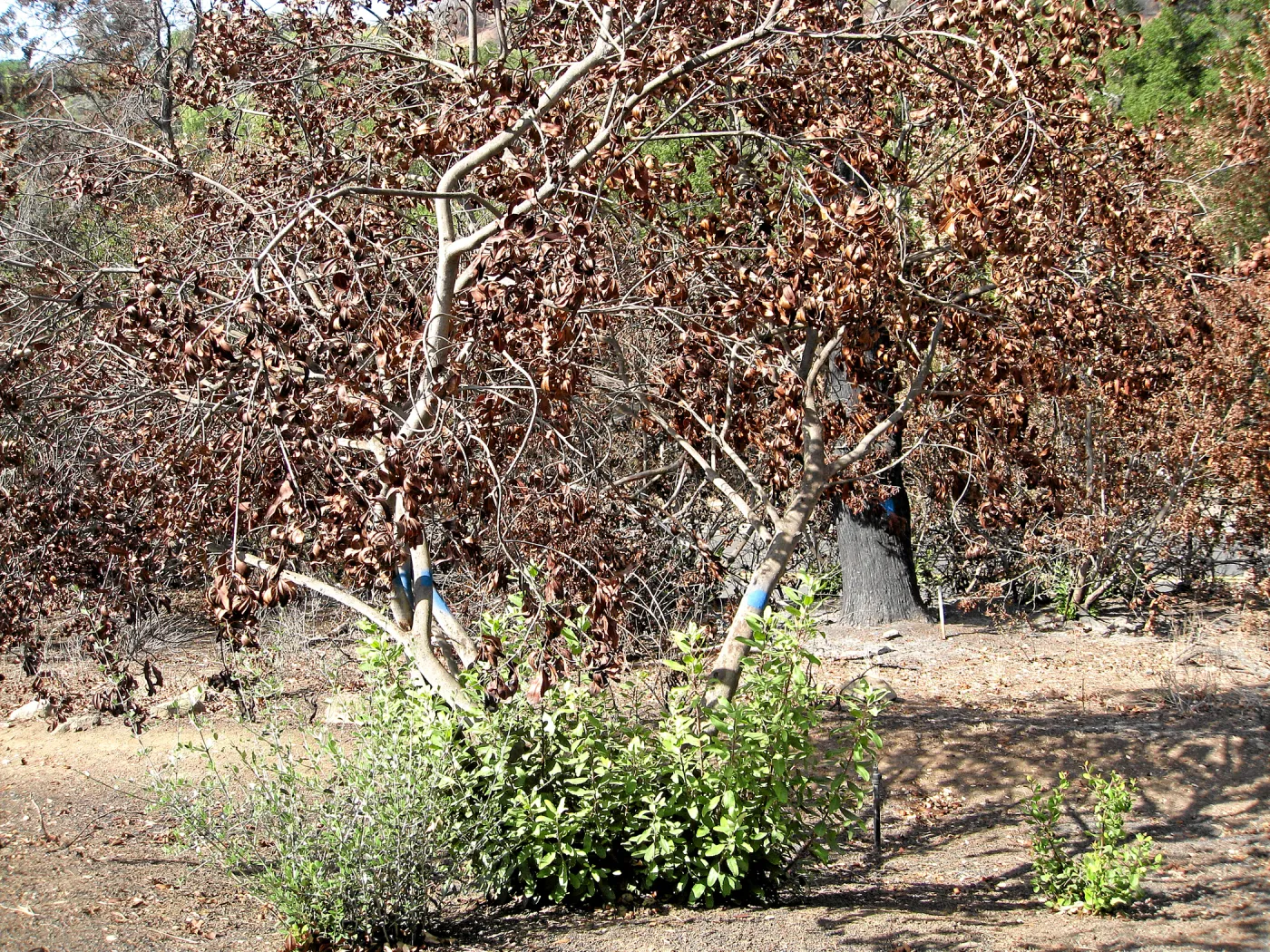 Cypress Section before tree clearing after Jesusita Fire