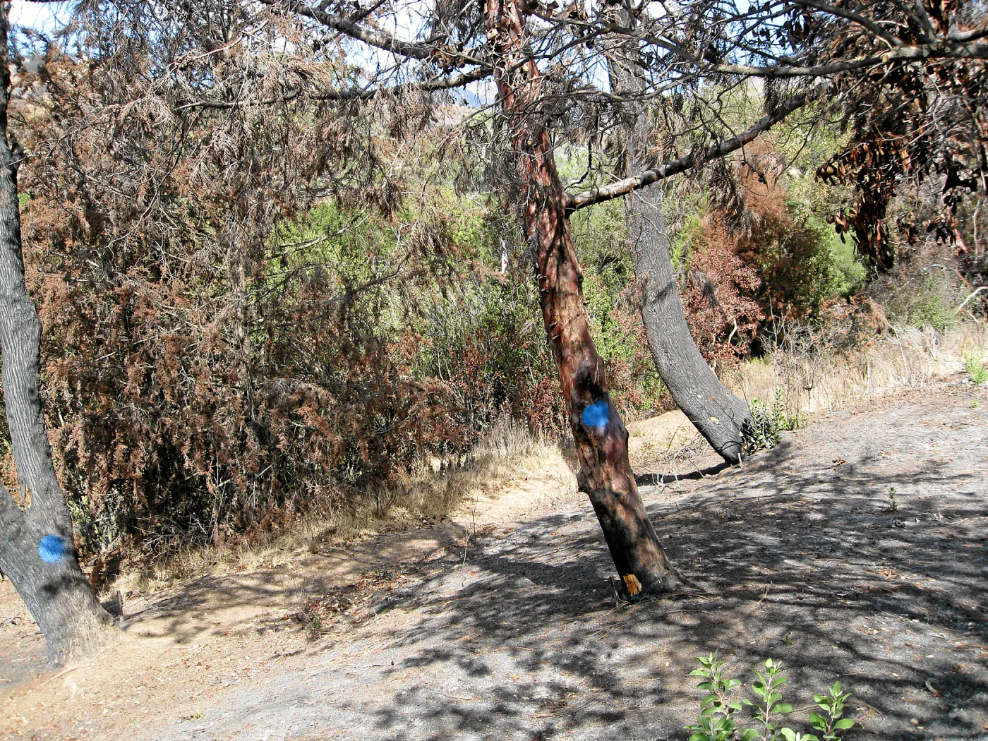 Cypress Section before tree clearing after Jesusita Fire