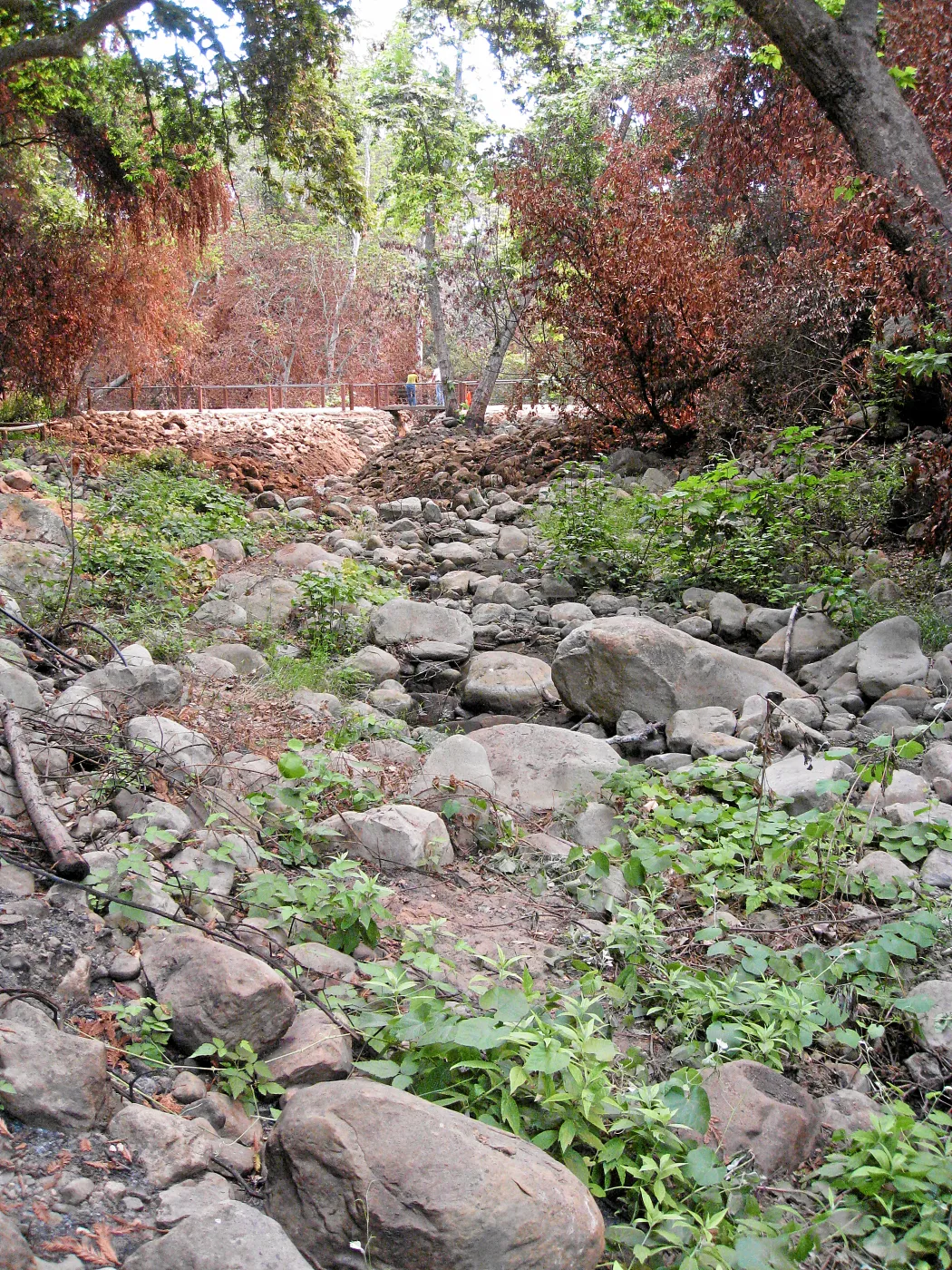 Channelization of Mission Creek above Mission Dam after Jesusita Fire