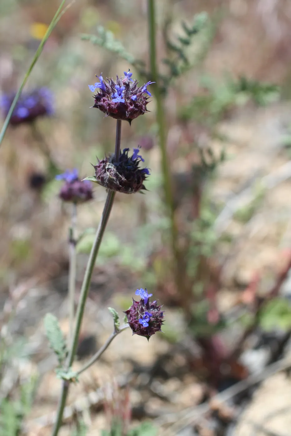 Gorman Trip (sage)