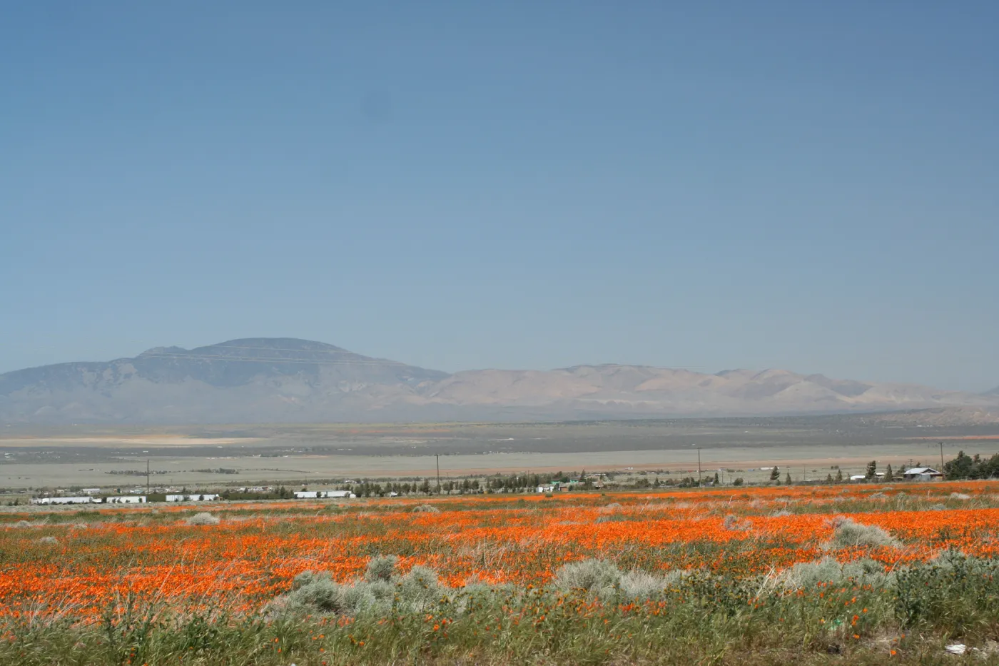 Gorman Trip