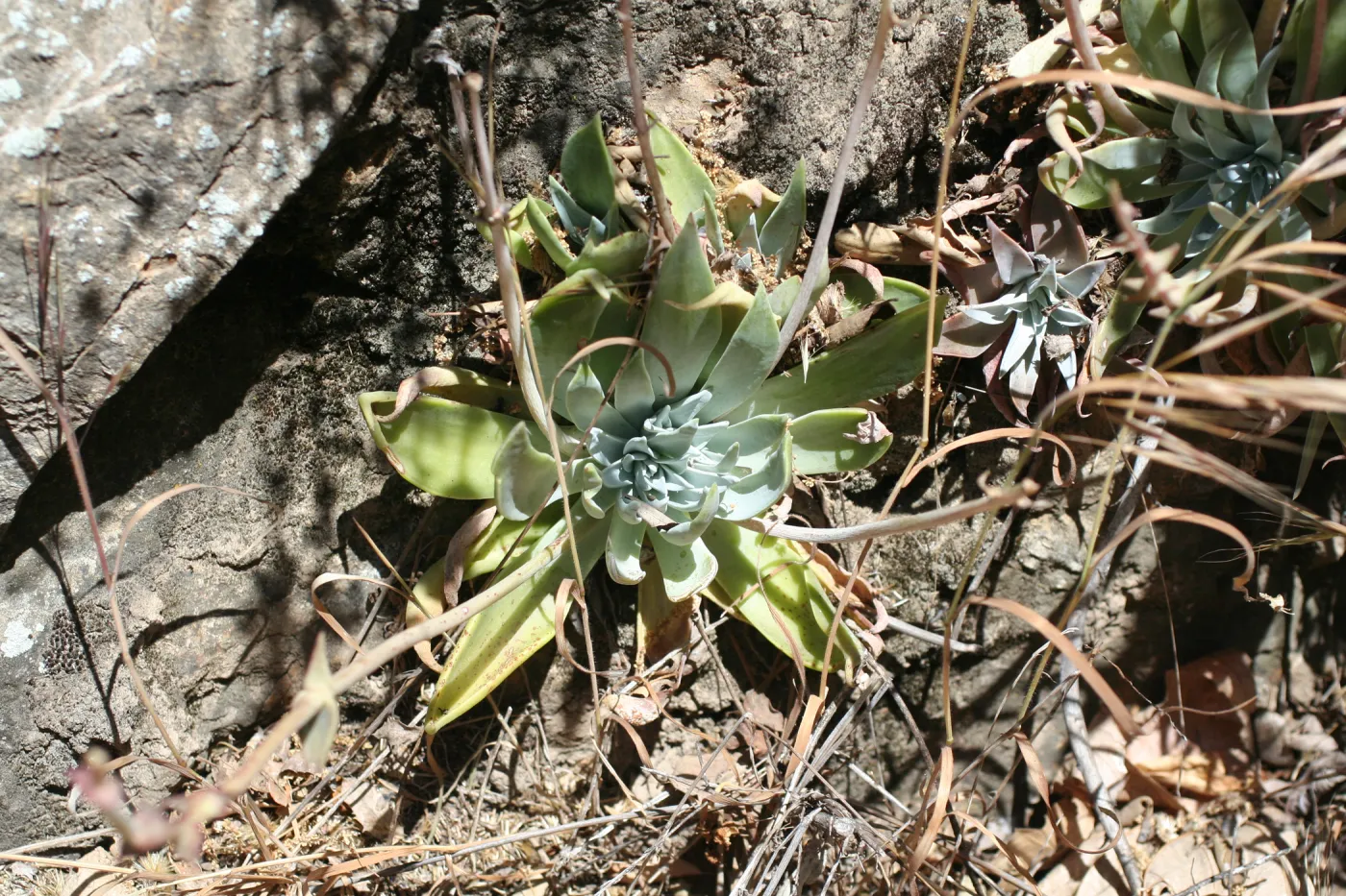Zaca Lake liveforever (stonecrop)