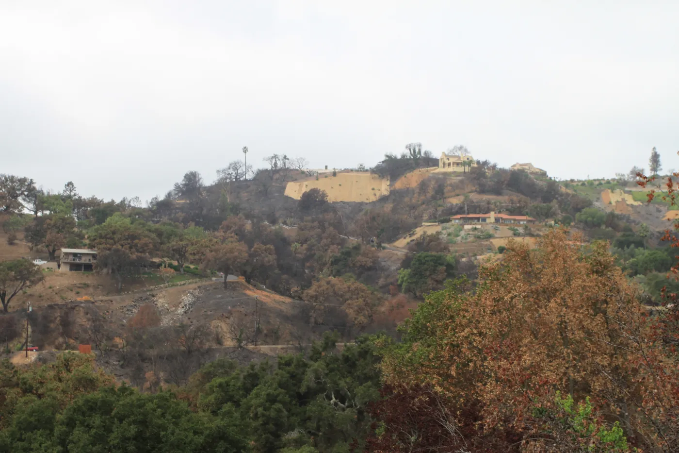 Art from the Ashes - Landscape after Fire Northwest view