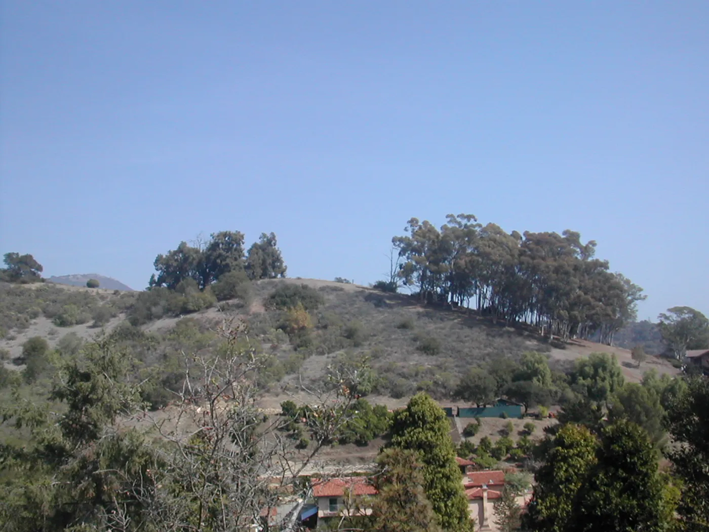 Looking east from Hort Unit to Eucalyptus groves on Tipton Ridge, Cavalli property