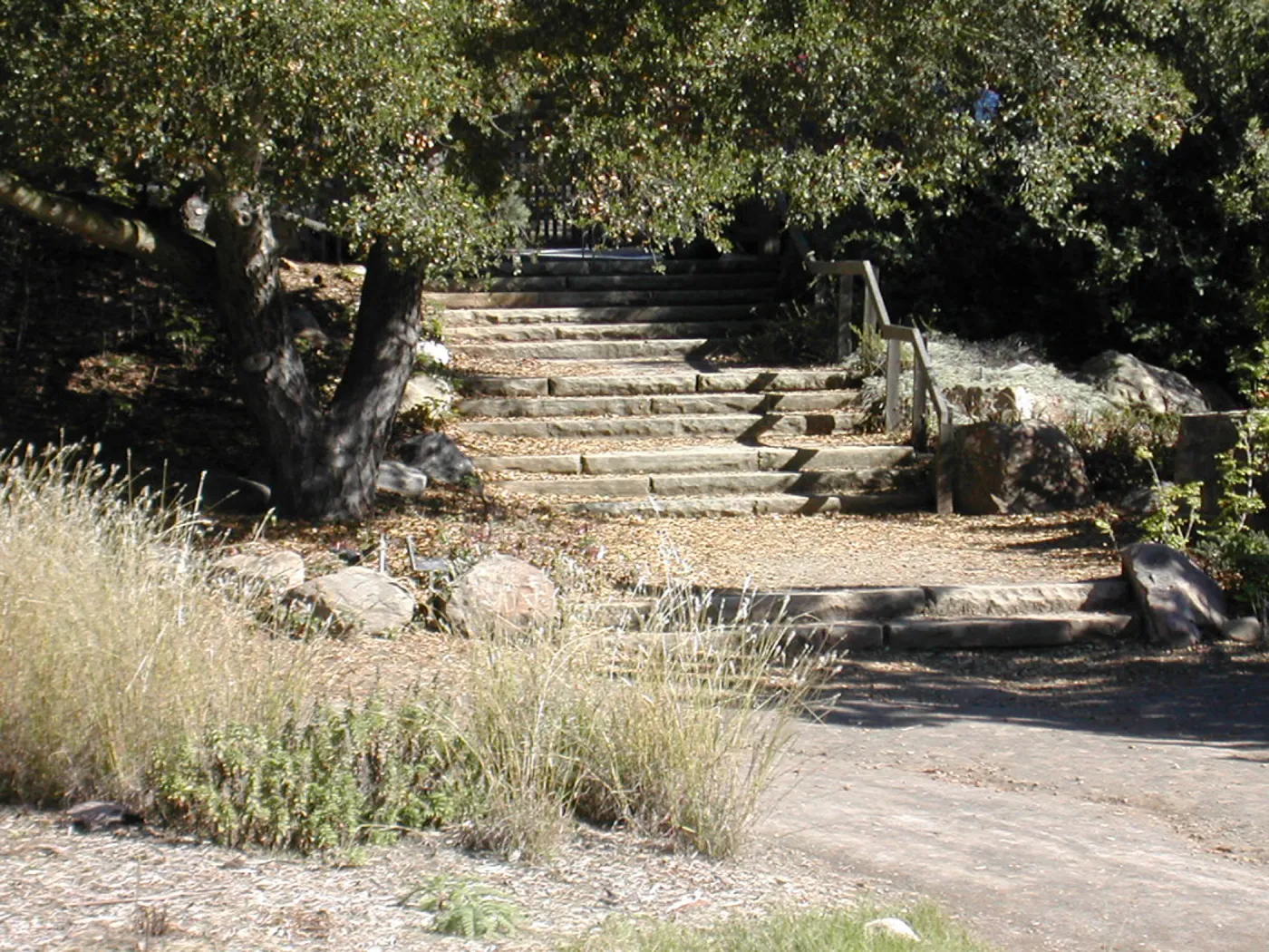 Clara Small Smith steps (from parking lot to Meadow), Conservation Display garden