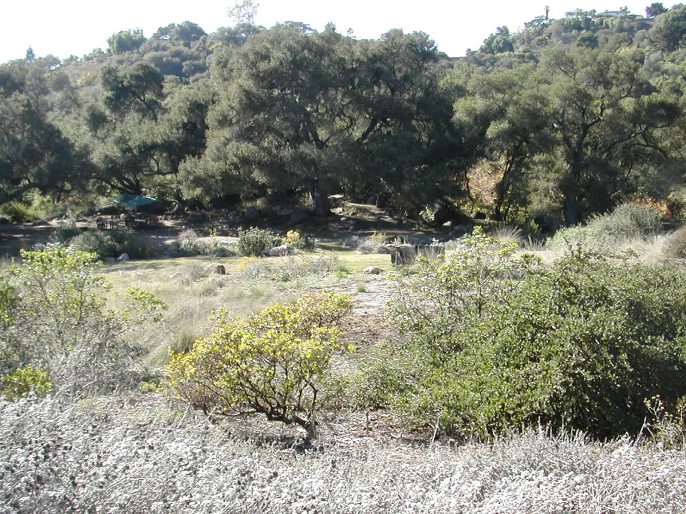 upper Meadow and Meadow Oaks, view east to west