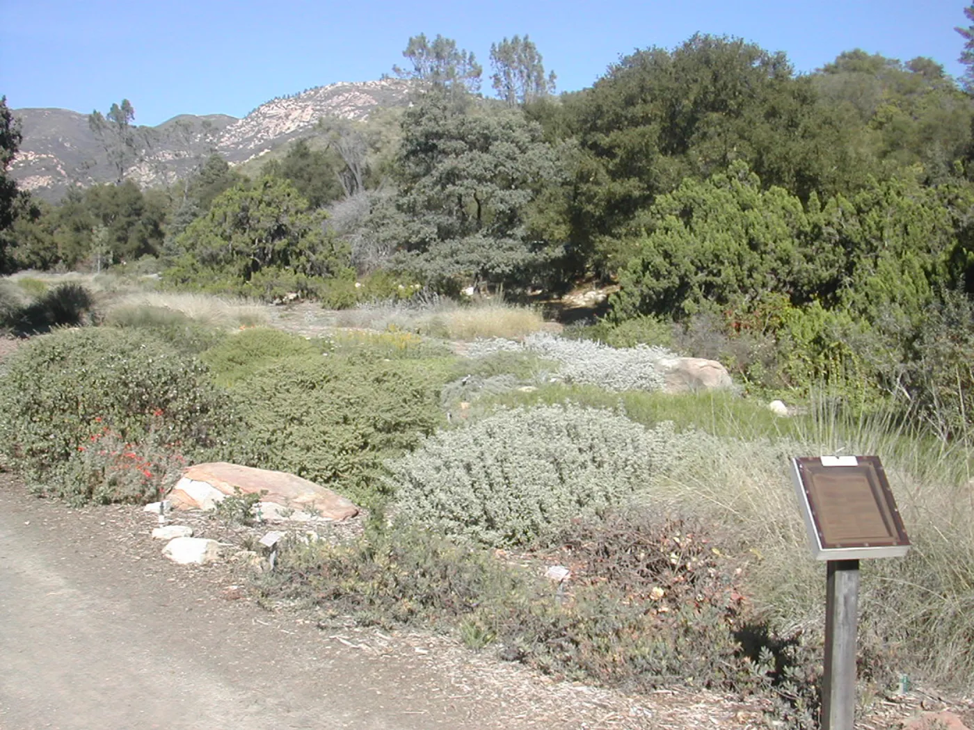 Groundcover Display