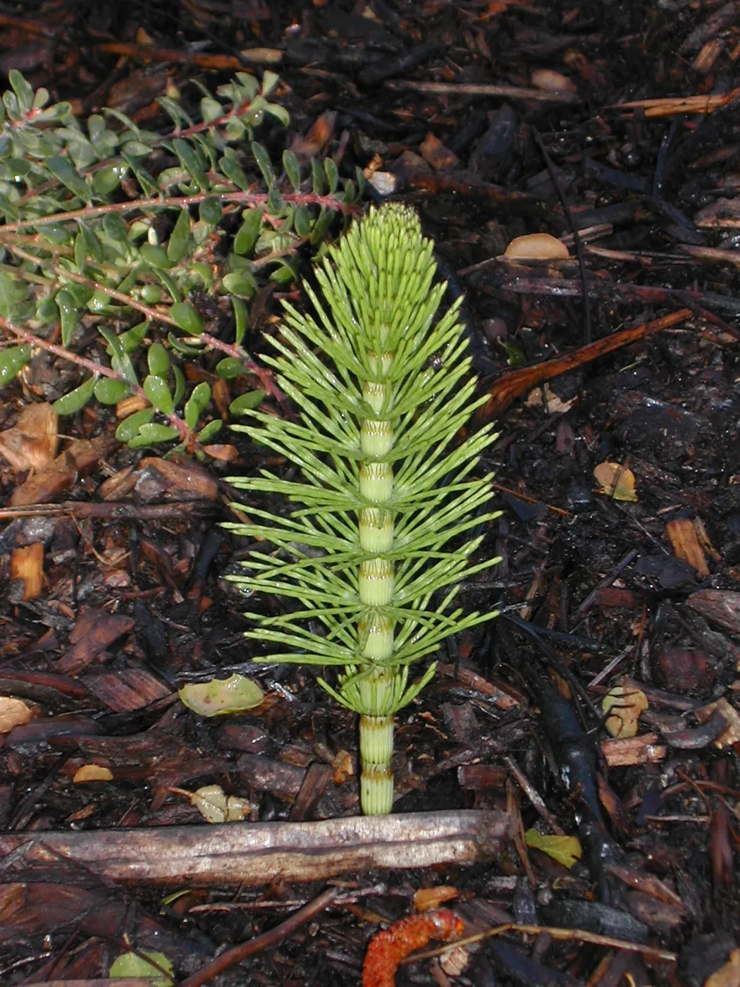 Equisetum