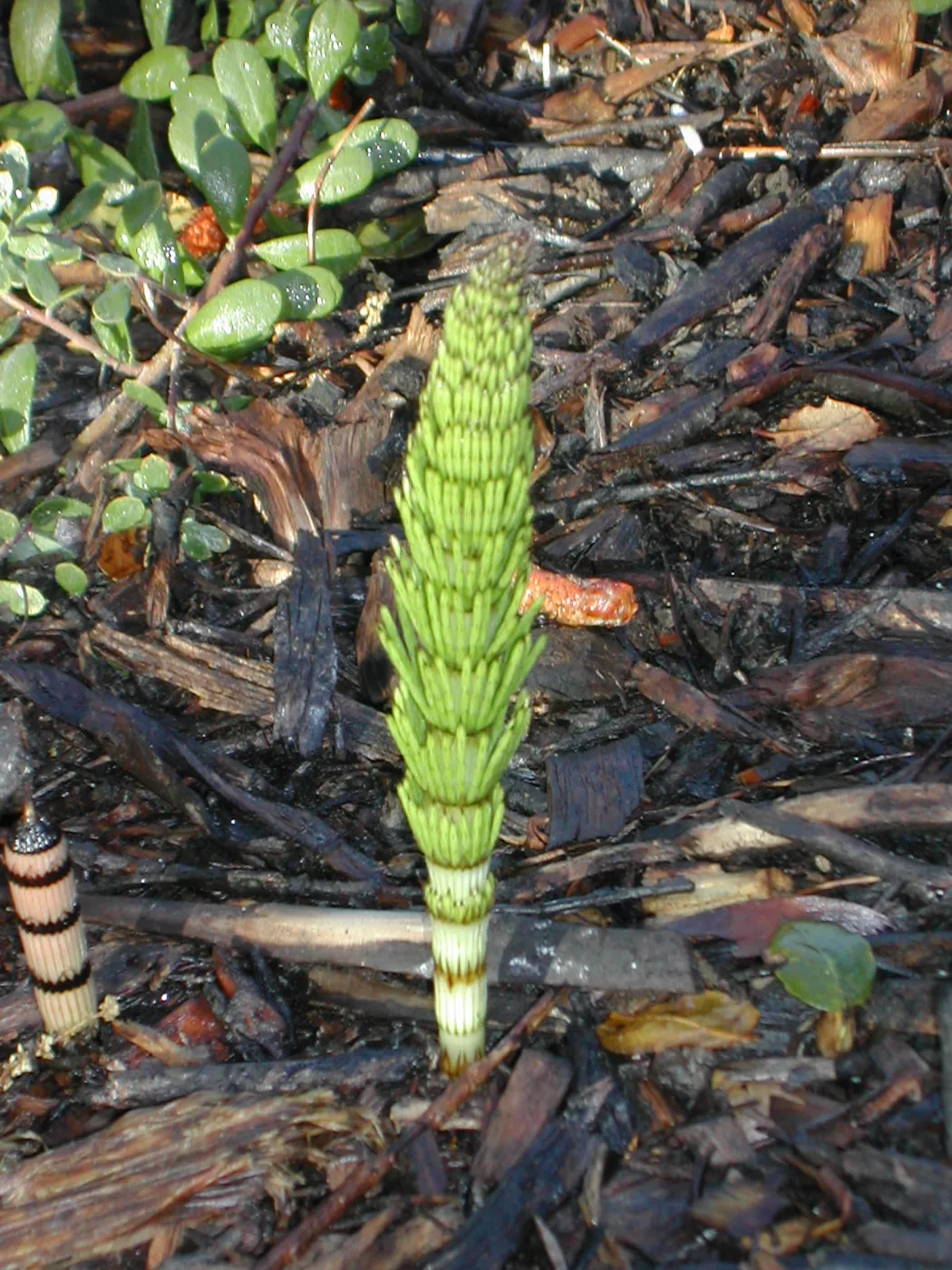 Equisetum