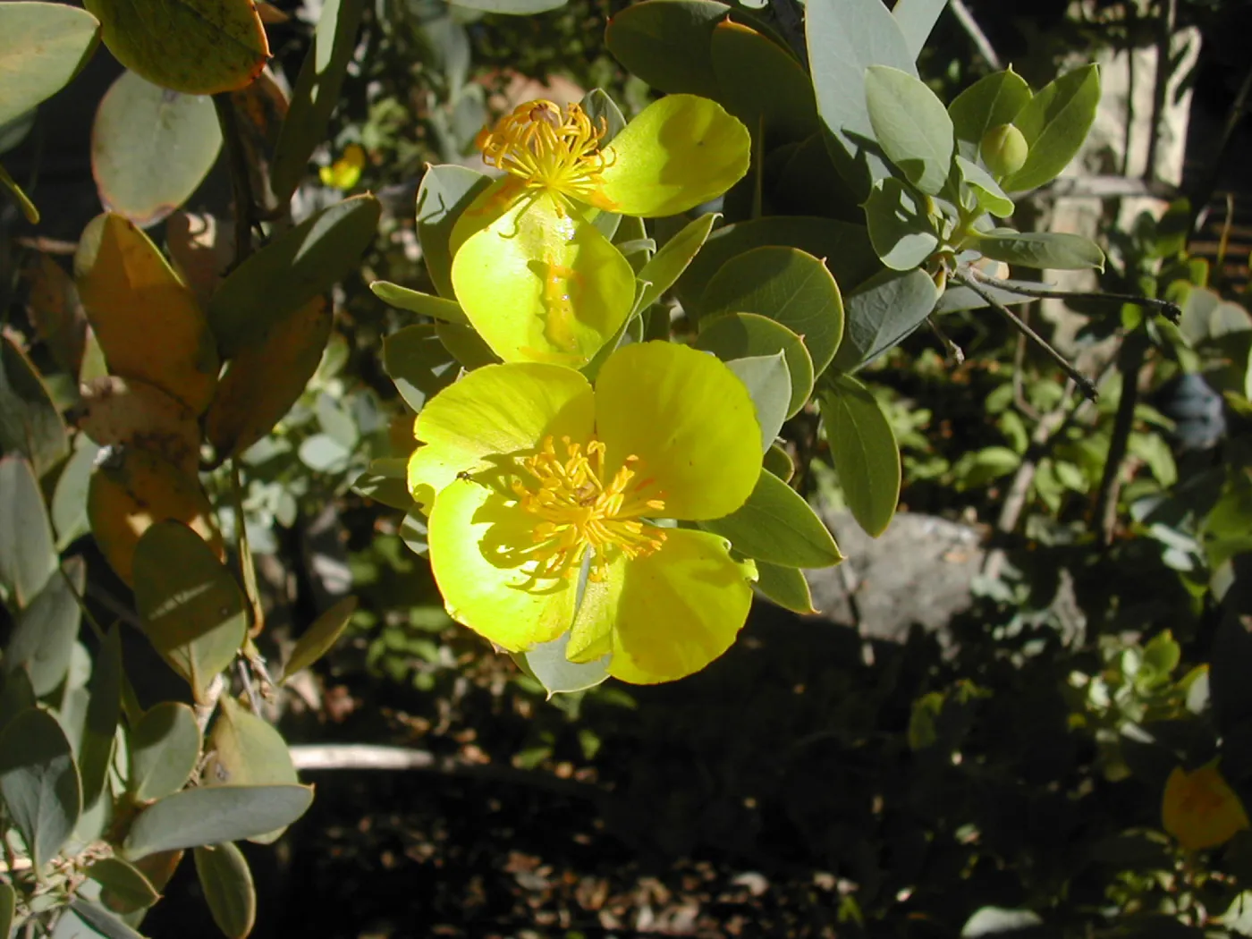 Dendromecon rigida flowers