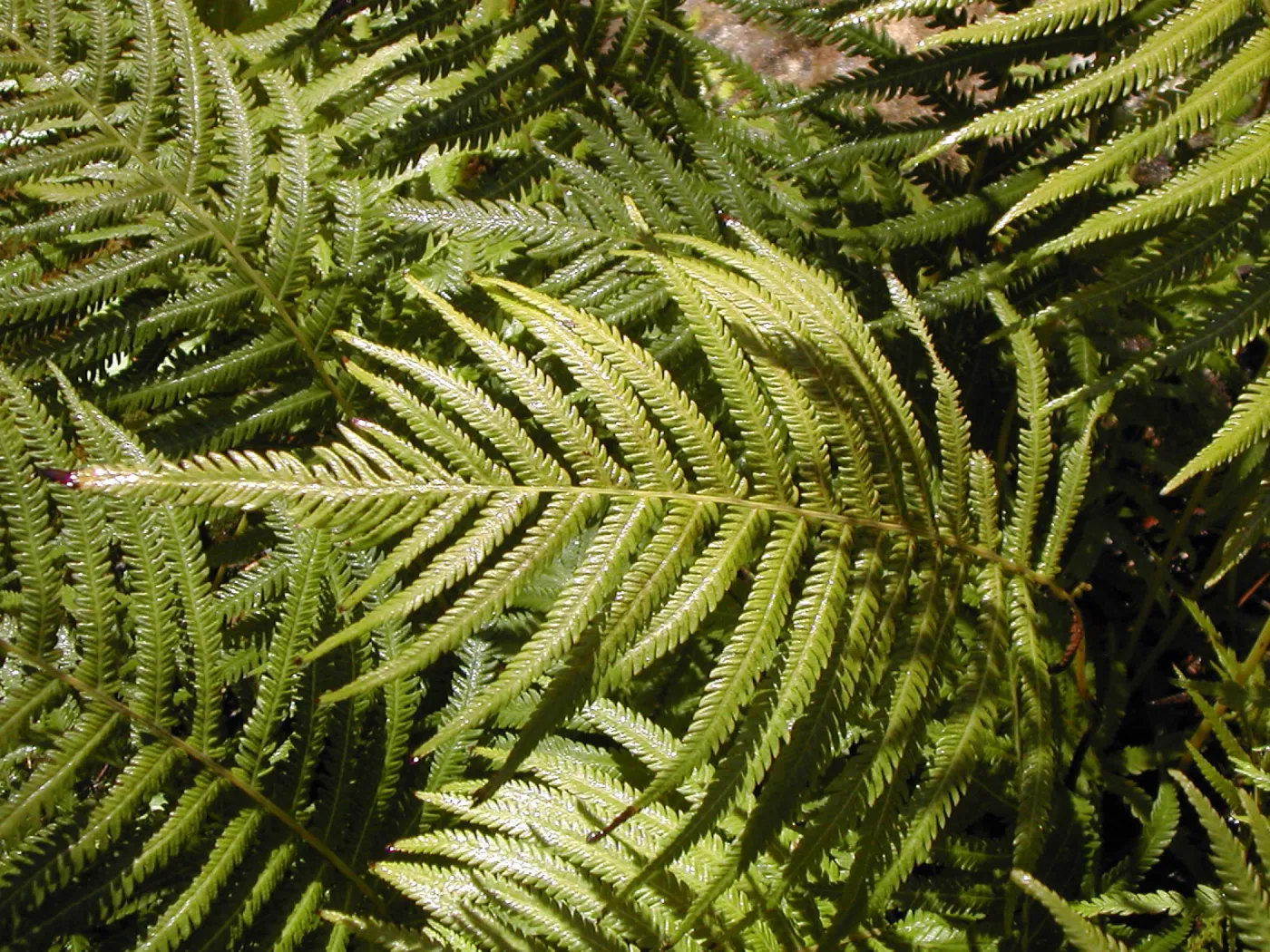 Fern
