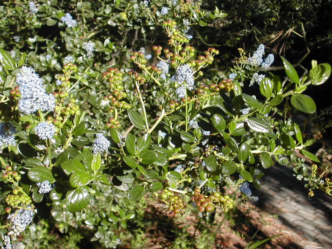 Ceanothus (California Lilac)