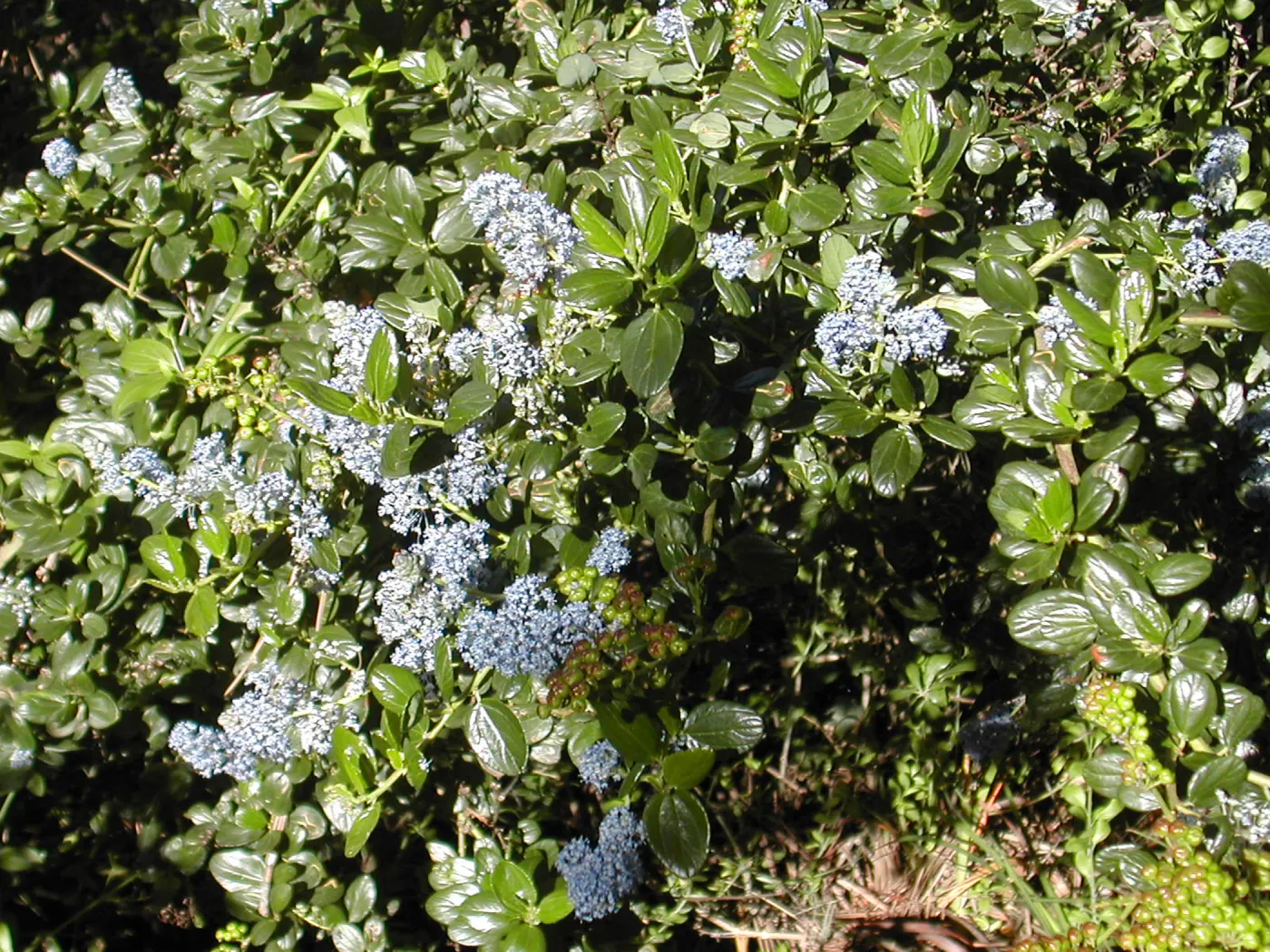 Ceanothus (California Lilac)