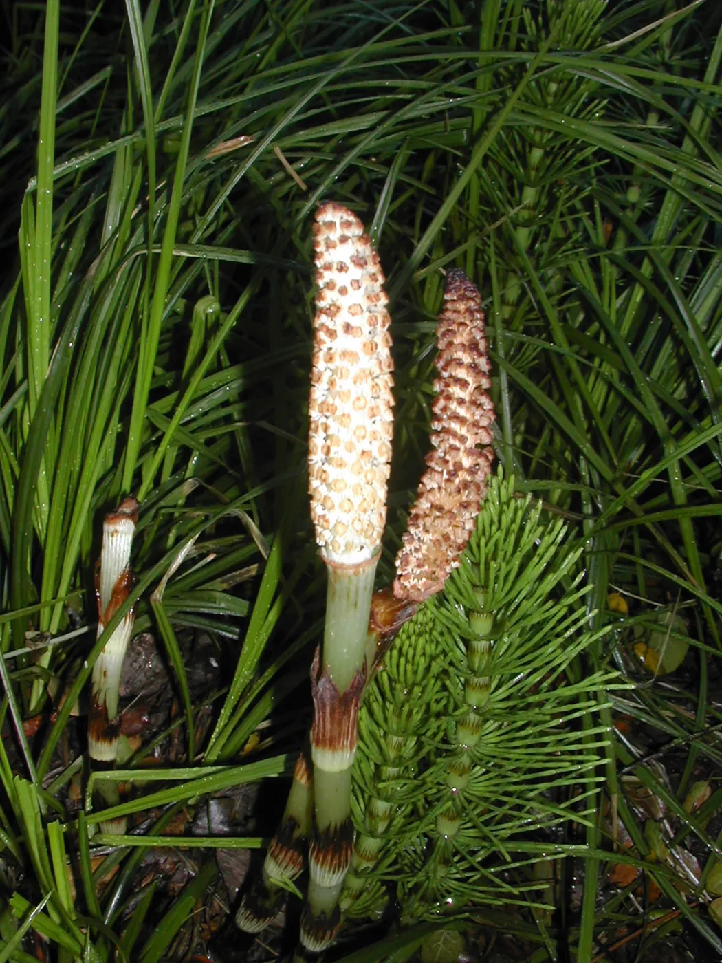 Equisetum