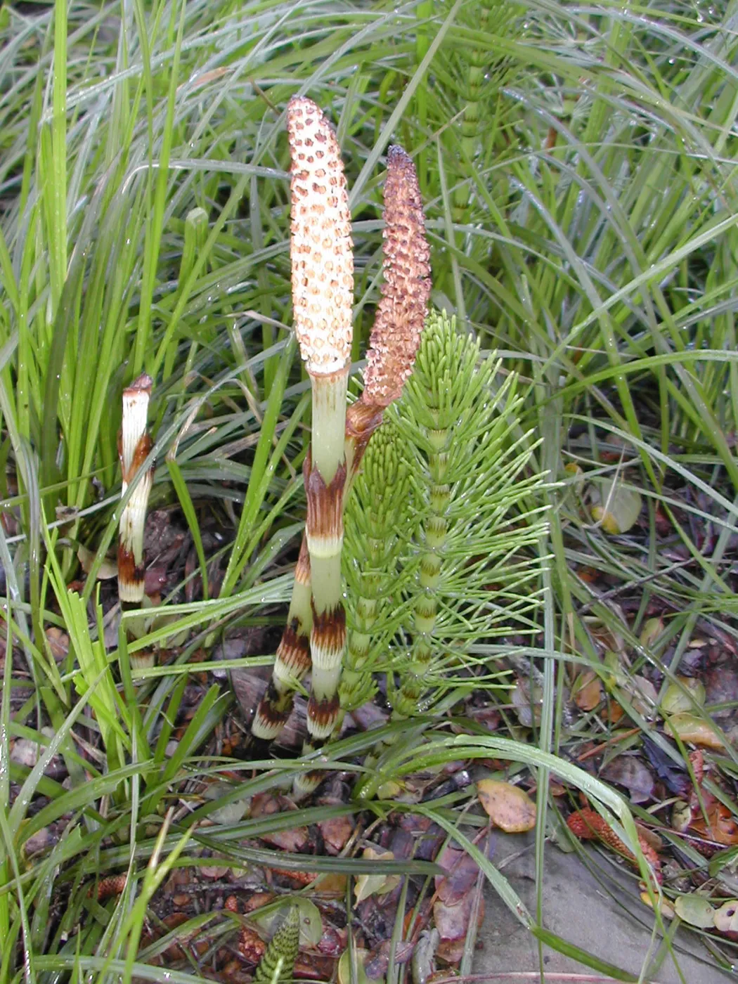 Equisetum