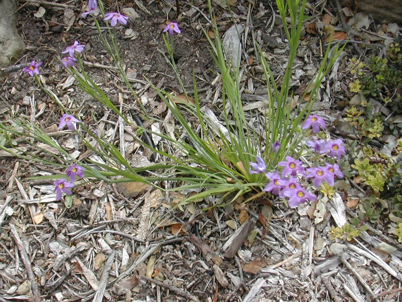 Blue-eyed grass