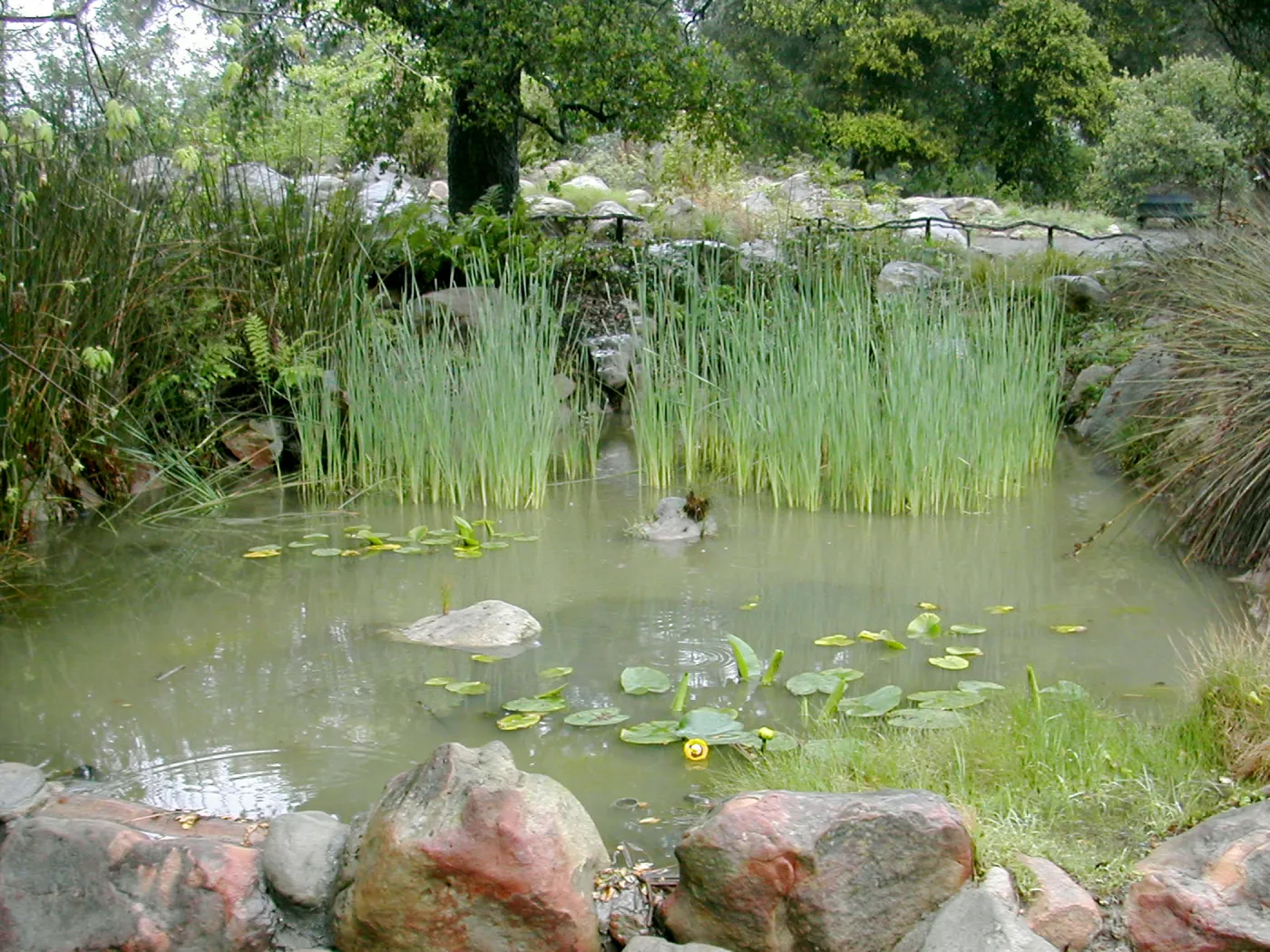 Bessie Bullard Pond