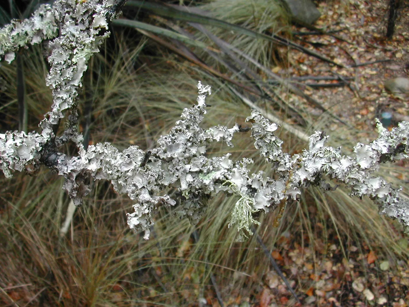 Lichens