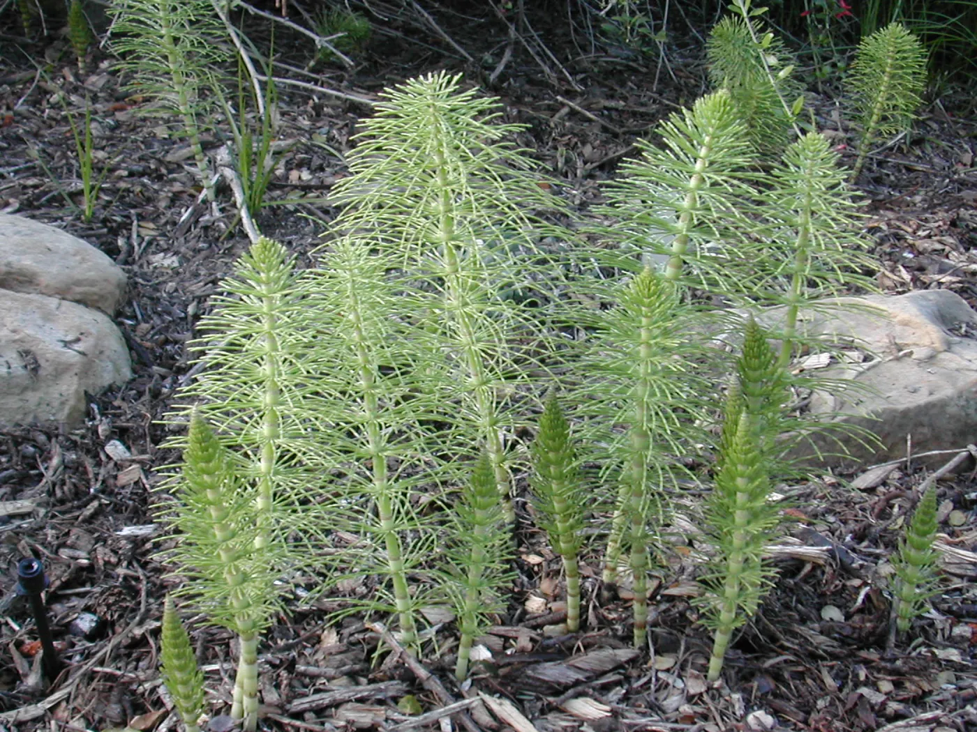 Equisetum
