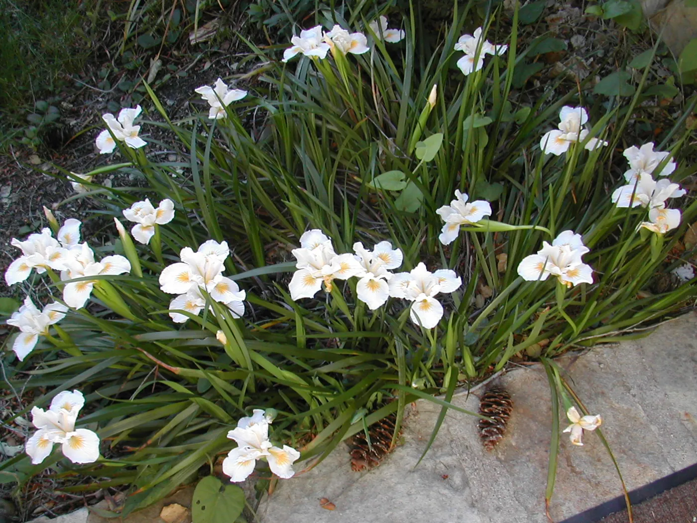 Iris 'Canyon Snow'