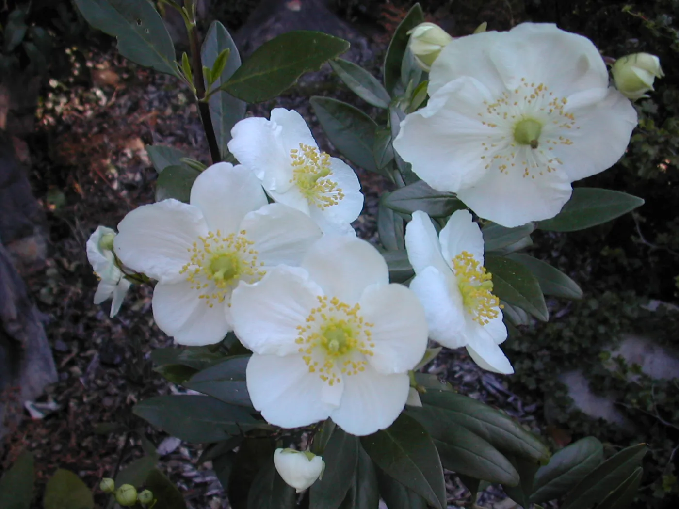 Carpenteria californica flowers
