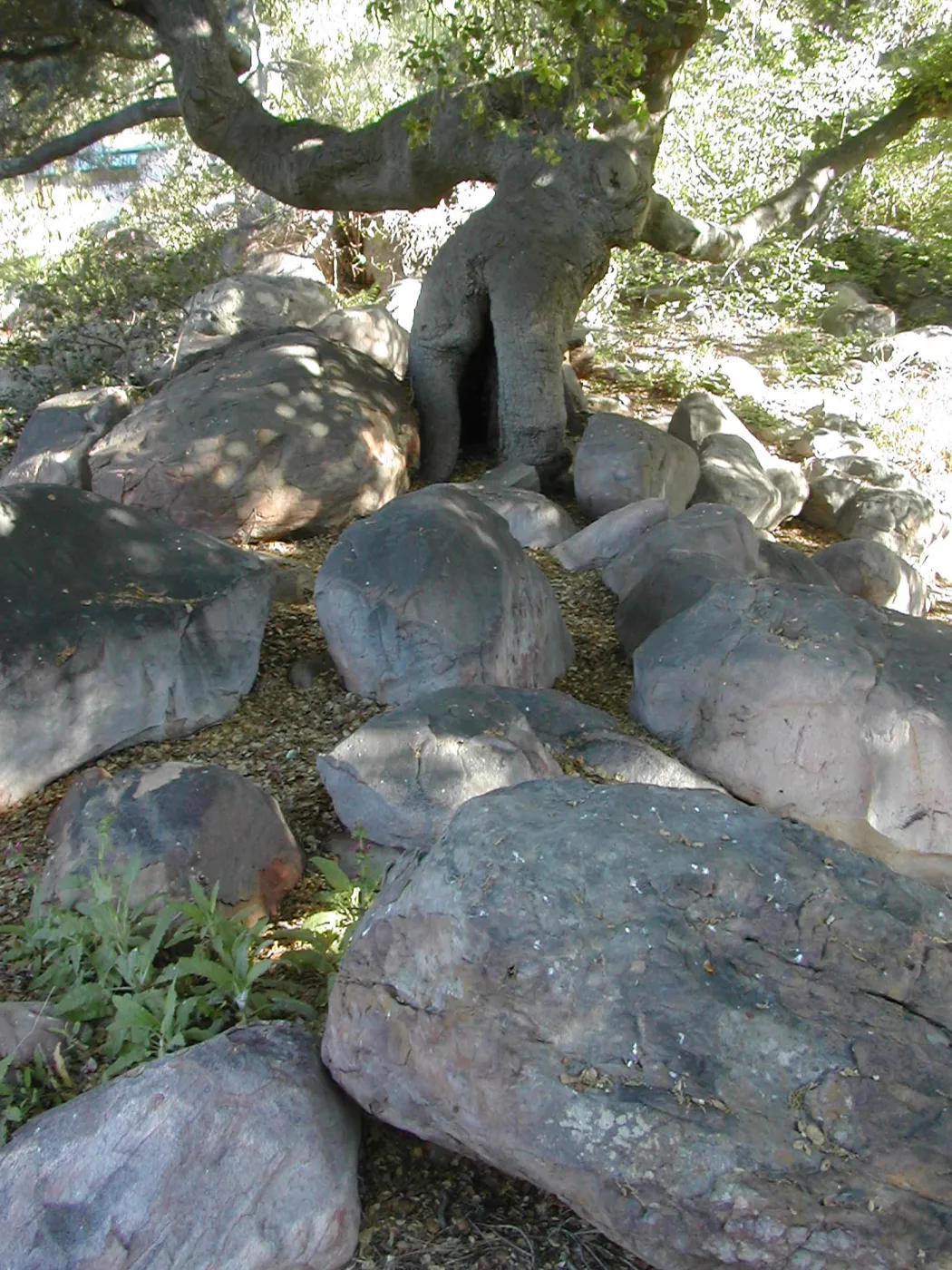 Damaged trunk of live oak in the Manzanita Section