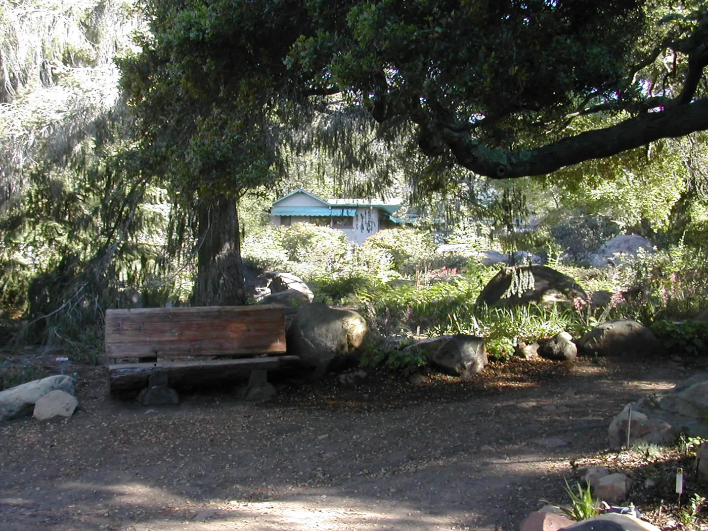 wood bench below bigcone spruce in the Manzanita section
